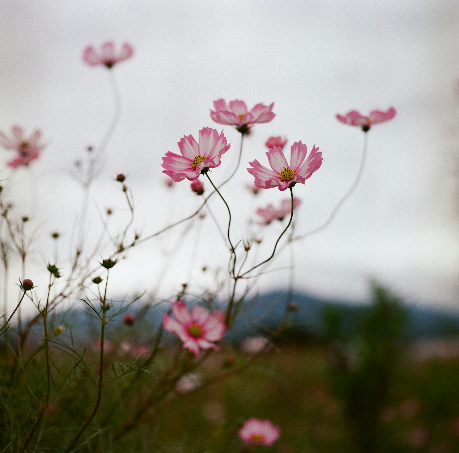 Flores rosas delicadas balanceándose en la brisa bajo un cielo nublado