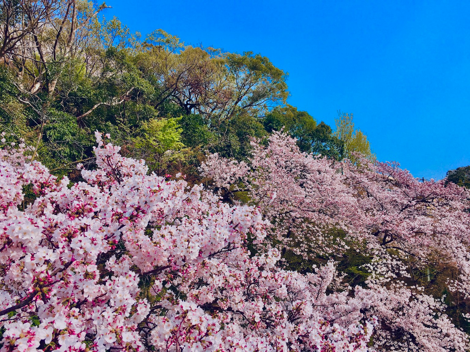 Hermoso paisaje de cerezos en flor bajo un cielo azul