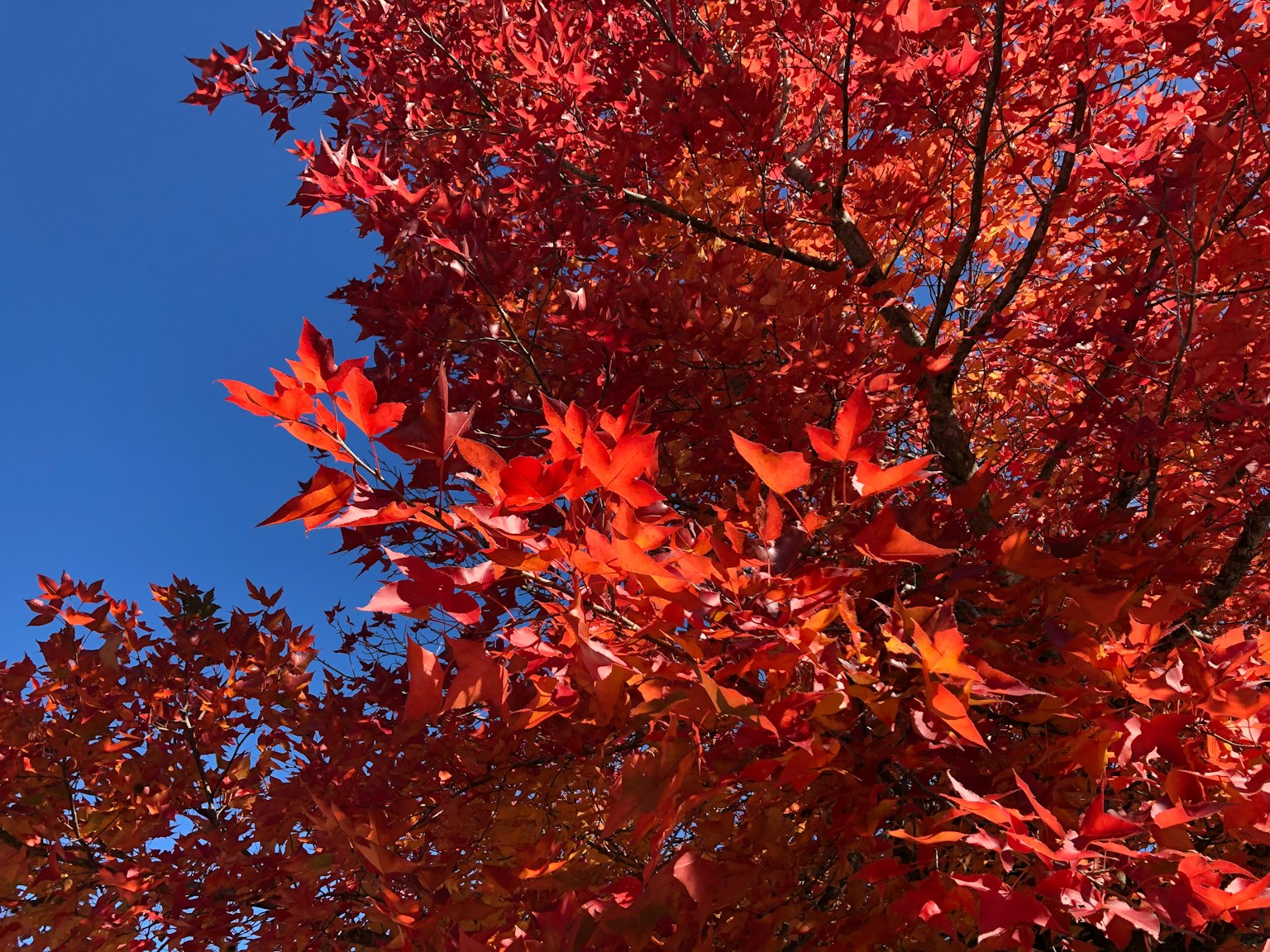Un bel arbre avec des feuilles rouges vives contre un ciel bleu