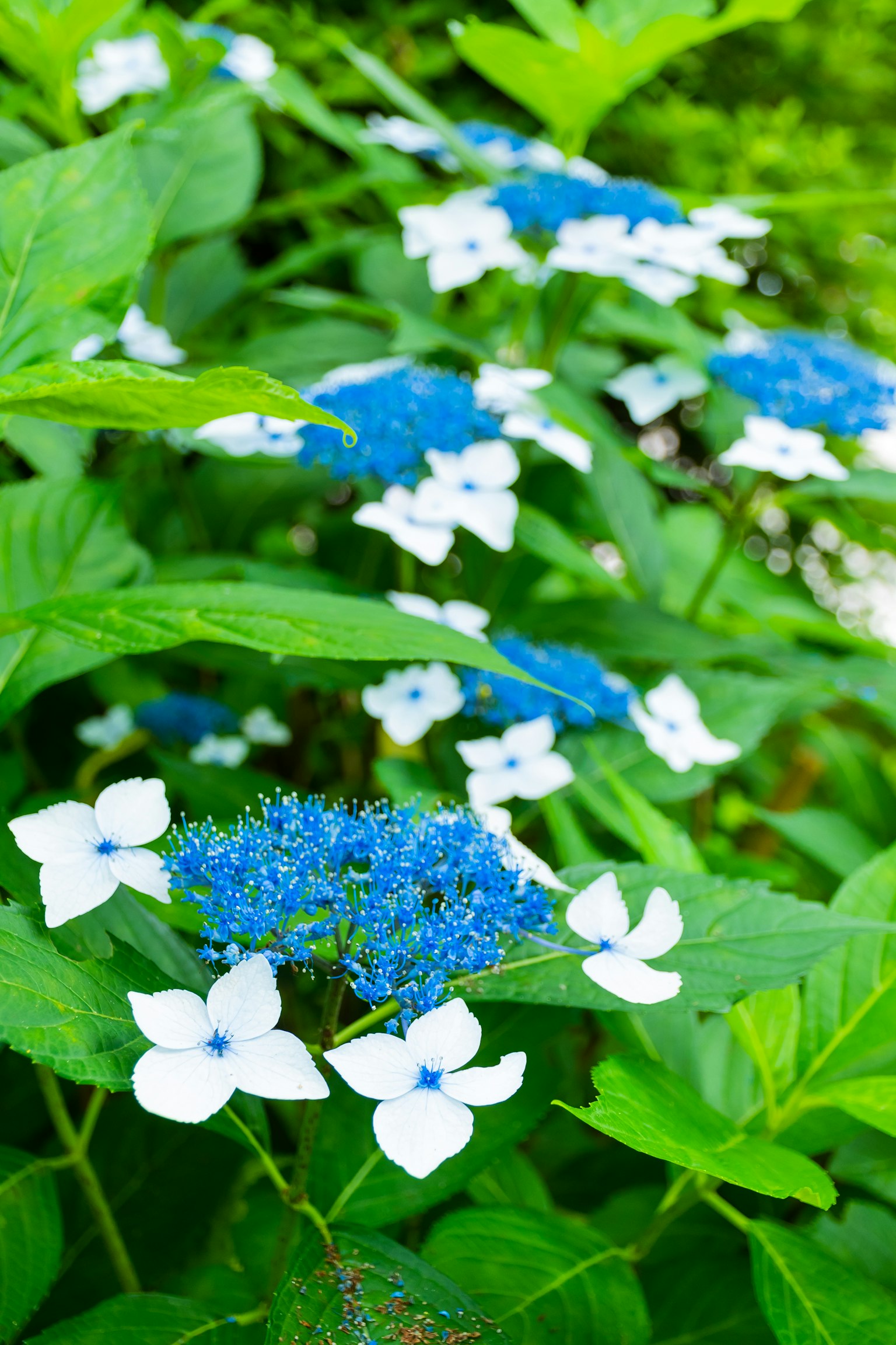 生机勃勃的绿叶与蓝白花卉的特写