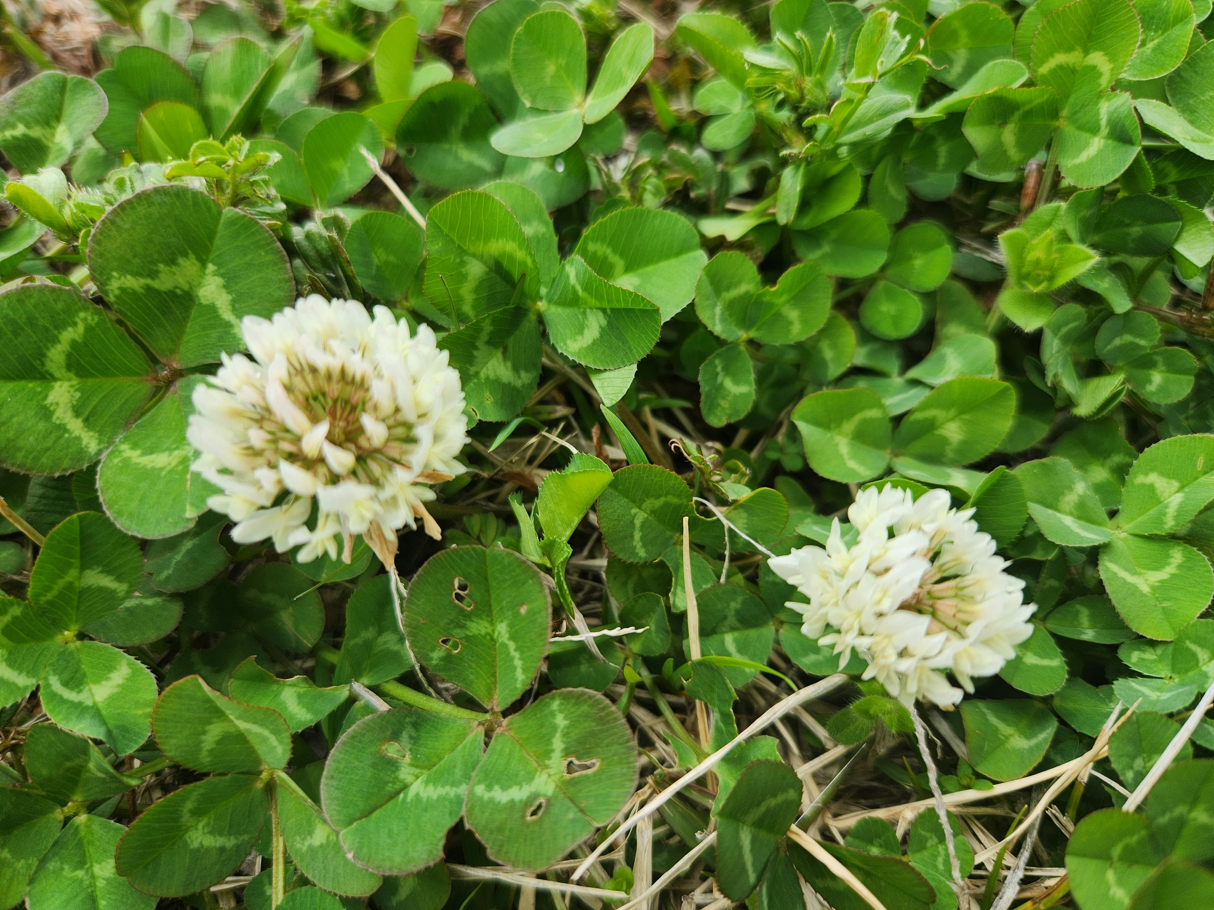 自生のシロツメクサ（クローバー）が咲く春の草花の群生