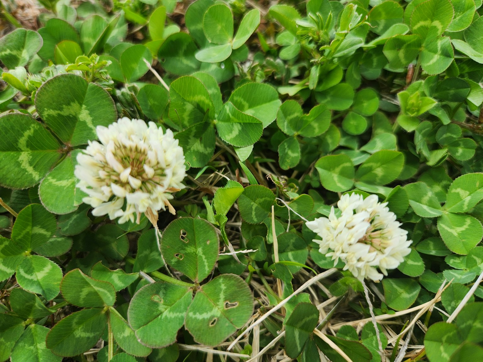White clover flowers among lush green leaves