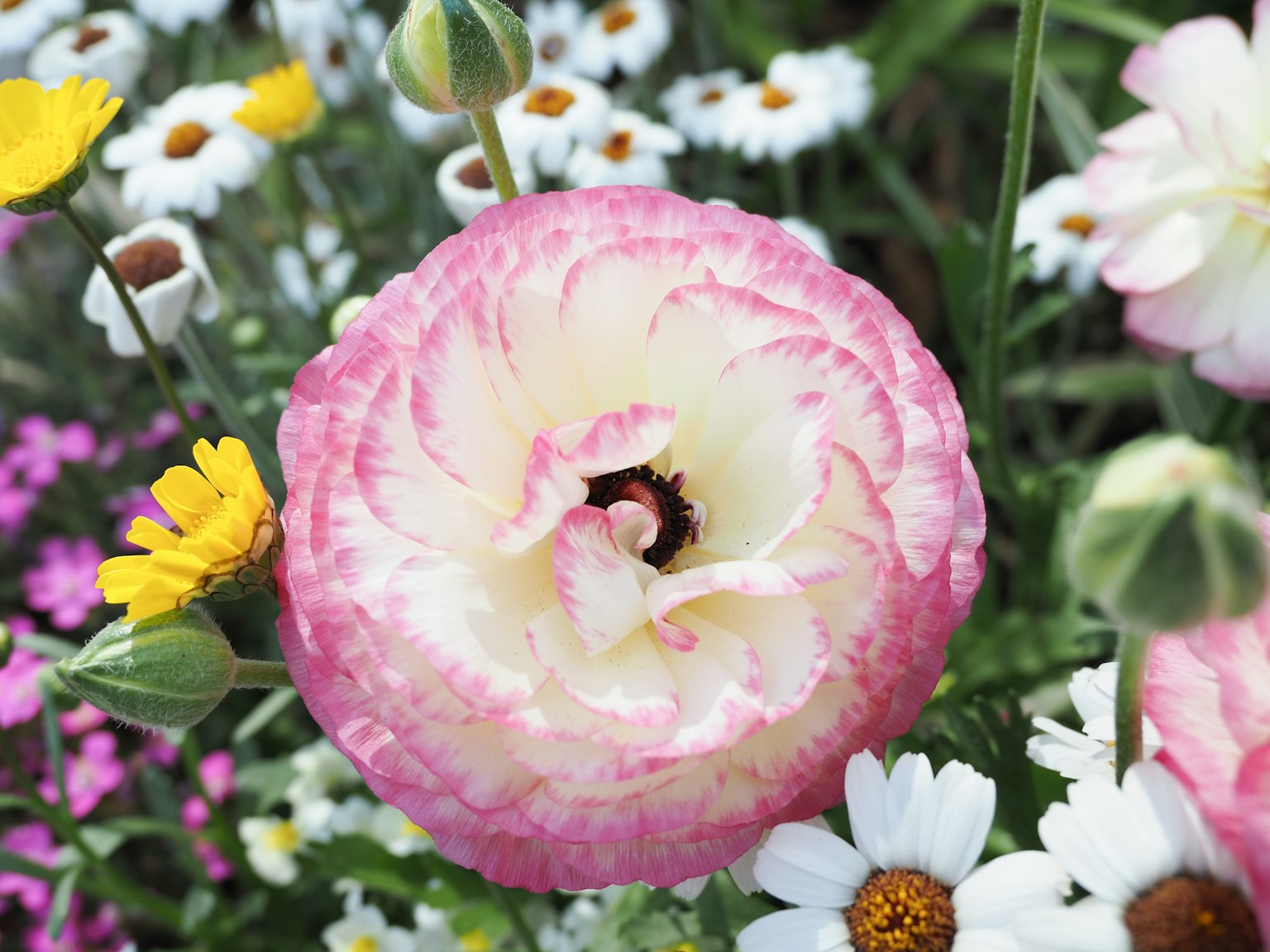 Một bông hoa ranunculus hồng bao quanh bởi nhiều bông hoa sắc màu