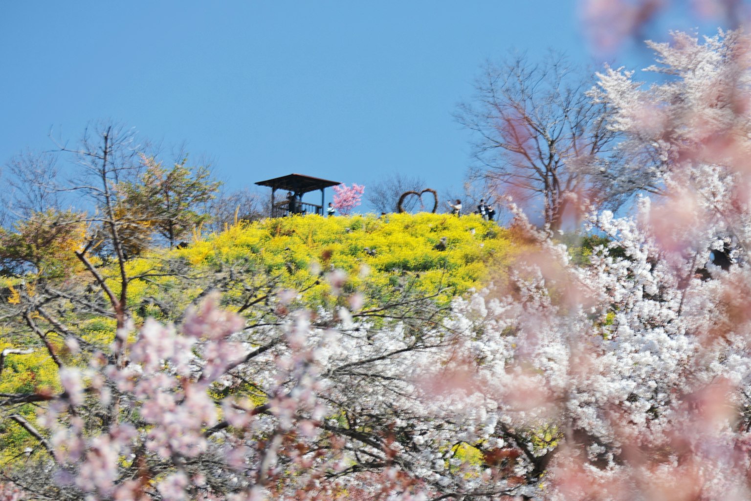 Vista escénica de cerezos y flores de colza bajo un cielo azul con una estructura al fondo