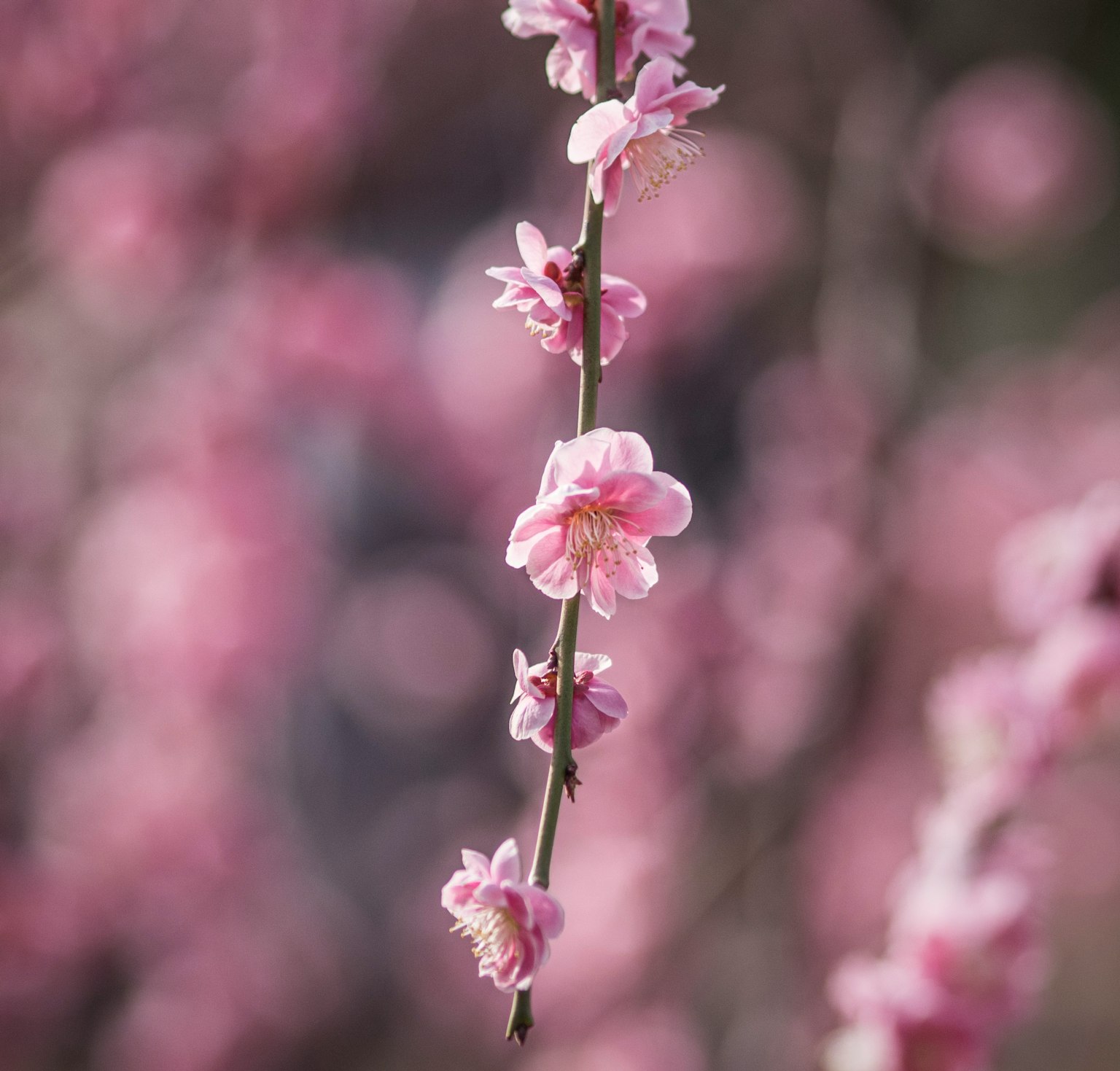 Close-up cabang dengan bunga pink yang mekar
