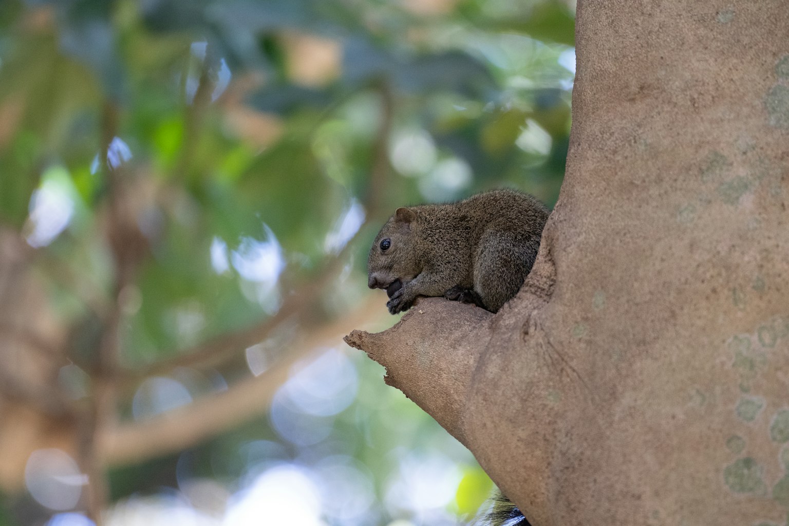 Squirrel duduk di cabang pohon dikelilingi daun hijau