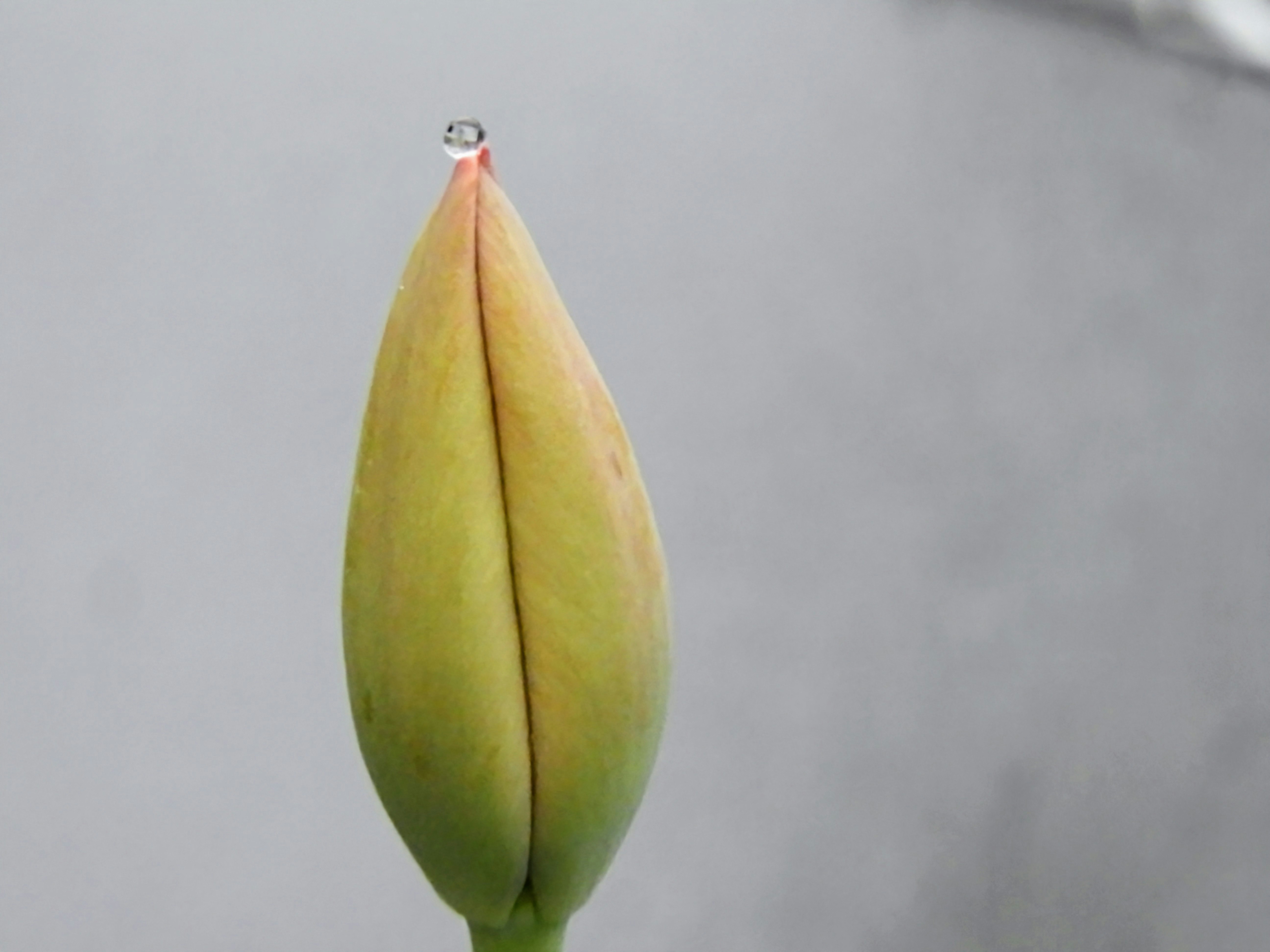 雨粒を受けたチューリップの蕾のアップ
