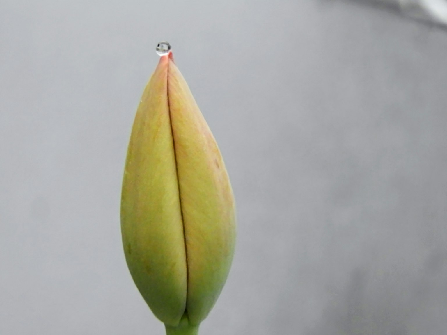 绿色花蕾顶部有水滴