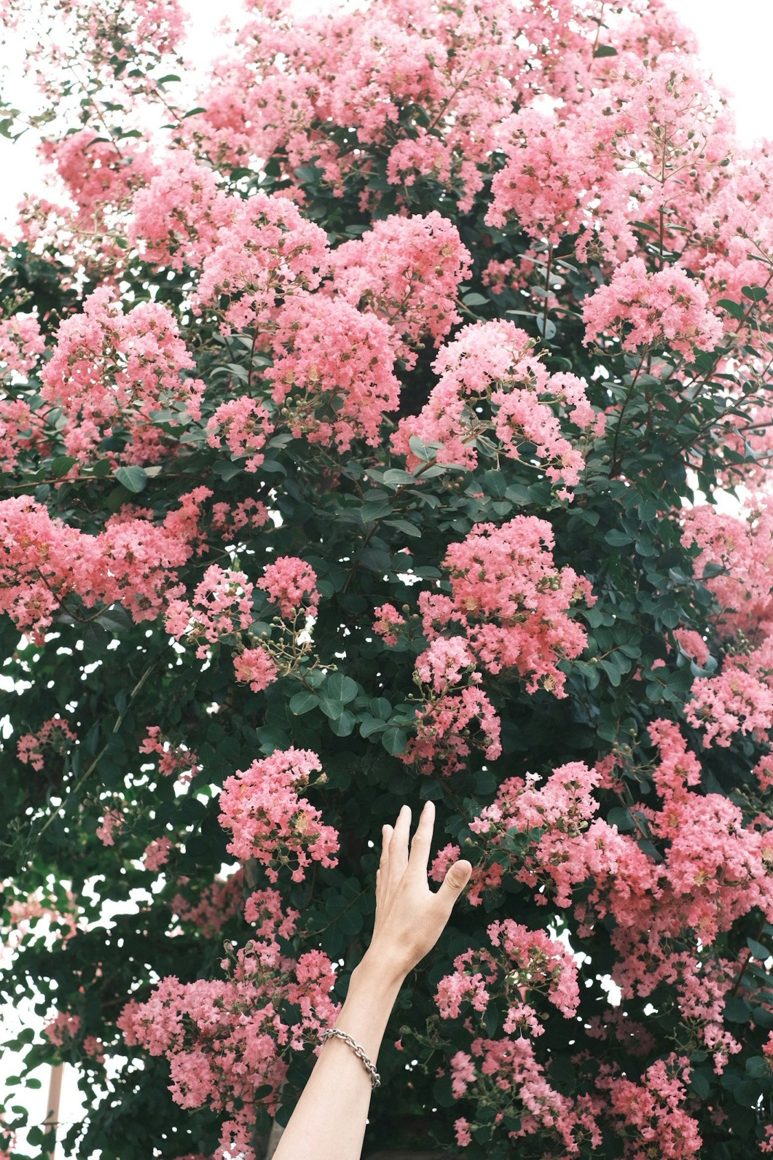 Una mano alcanzando un árbol de flores rosas