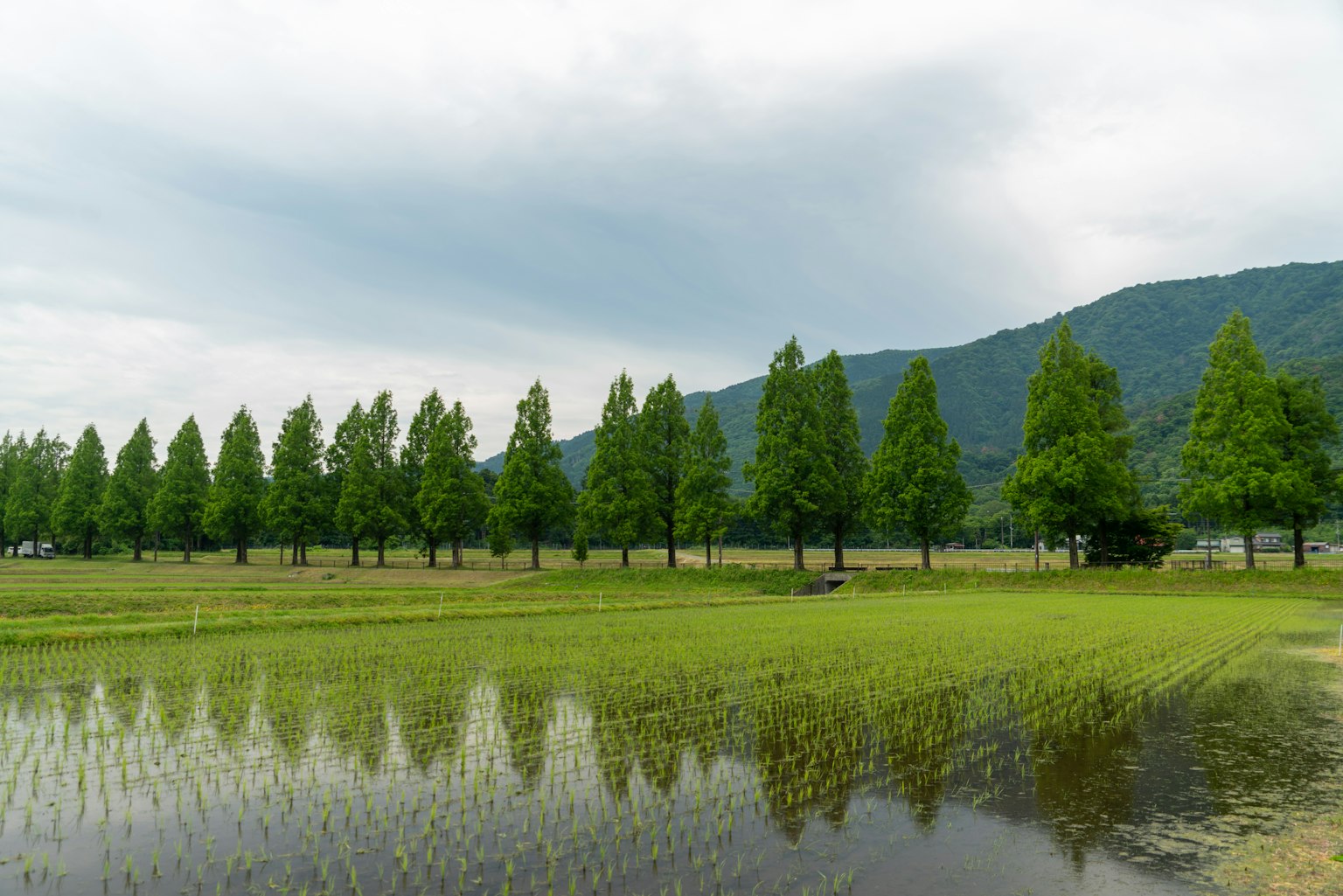 Paisaje de campos de arroz verdes con filas de árboles y sus reflejos