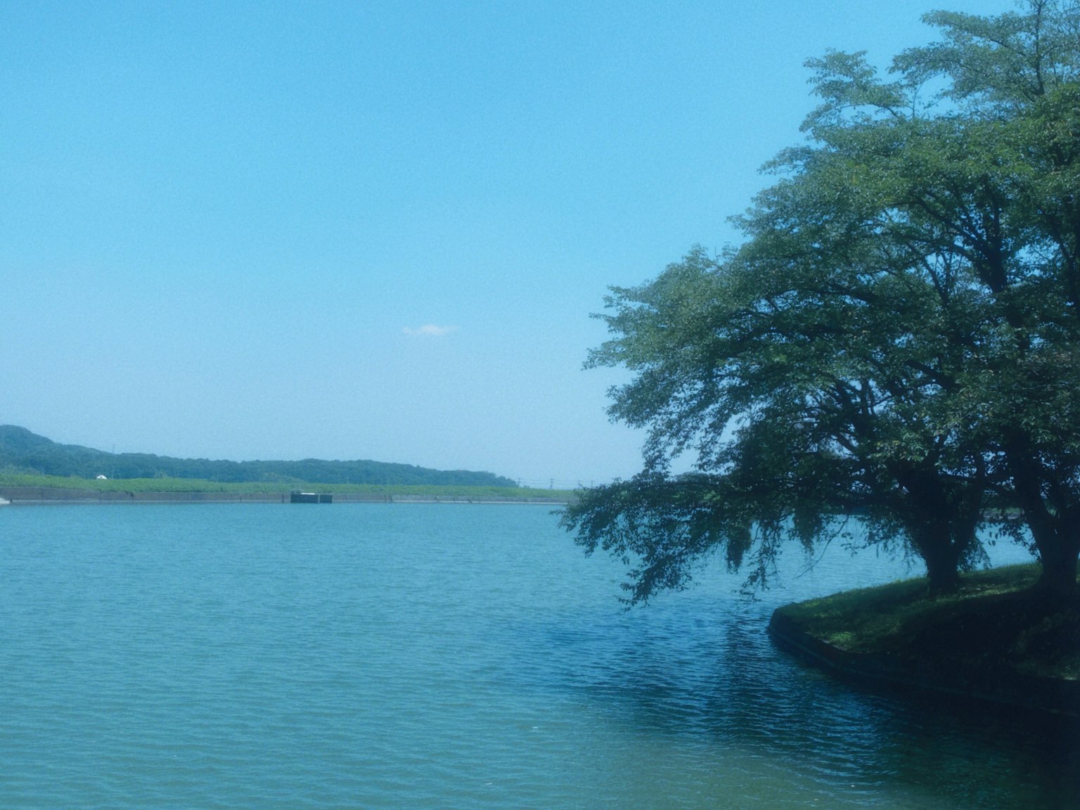 Serene lake view with blue sky and a tree on the shore