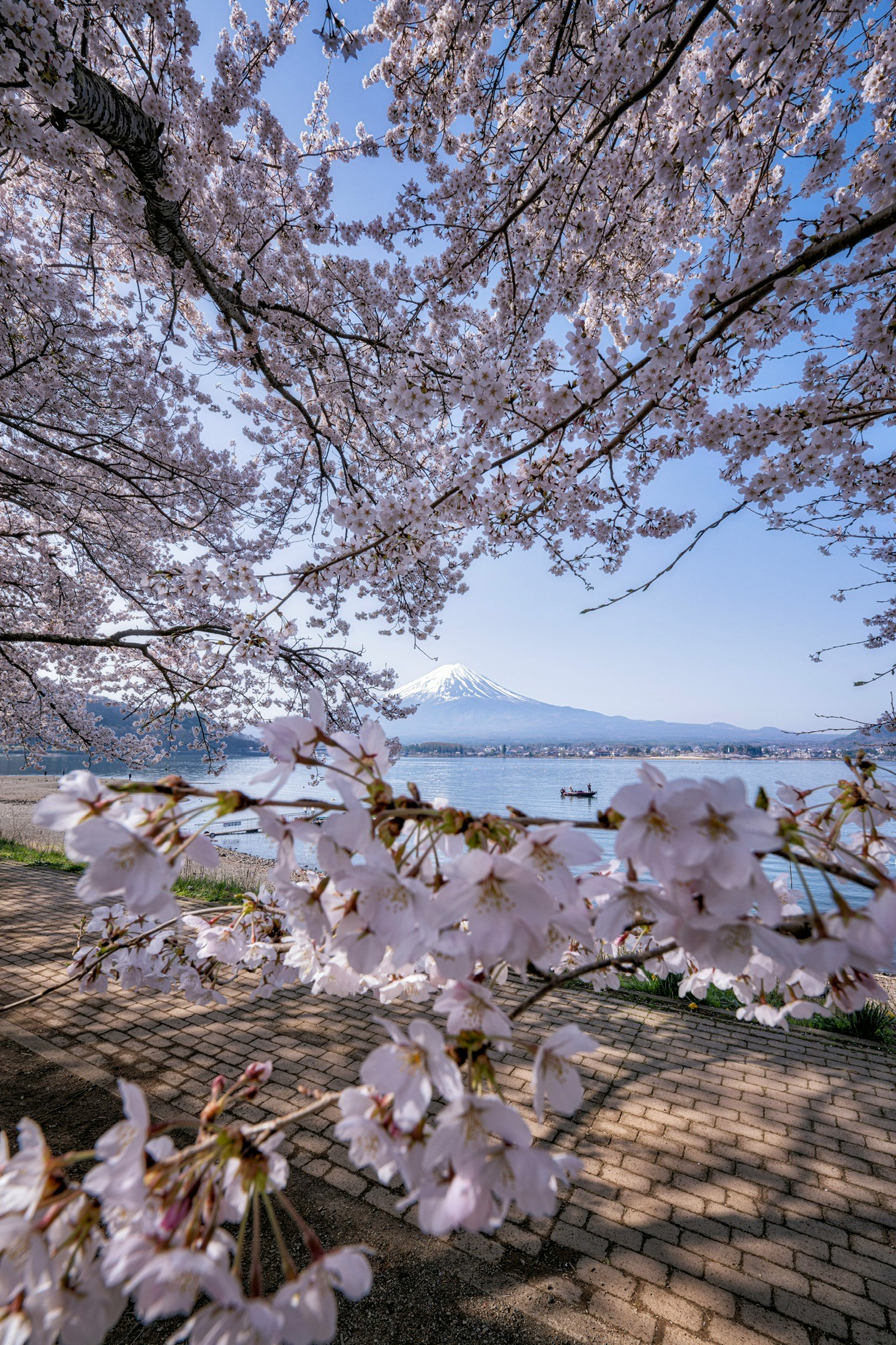 Bunga sakura membingkai gunung Fuji dalam pemandangan tenang