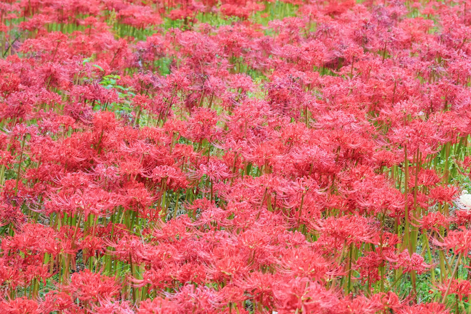 ทุ่งดอกไม้สีแดงสดที่กำลังบาน
