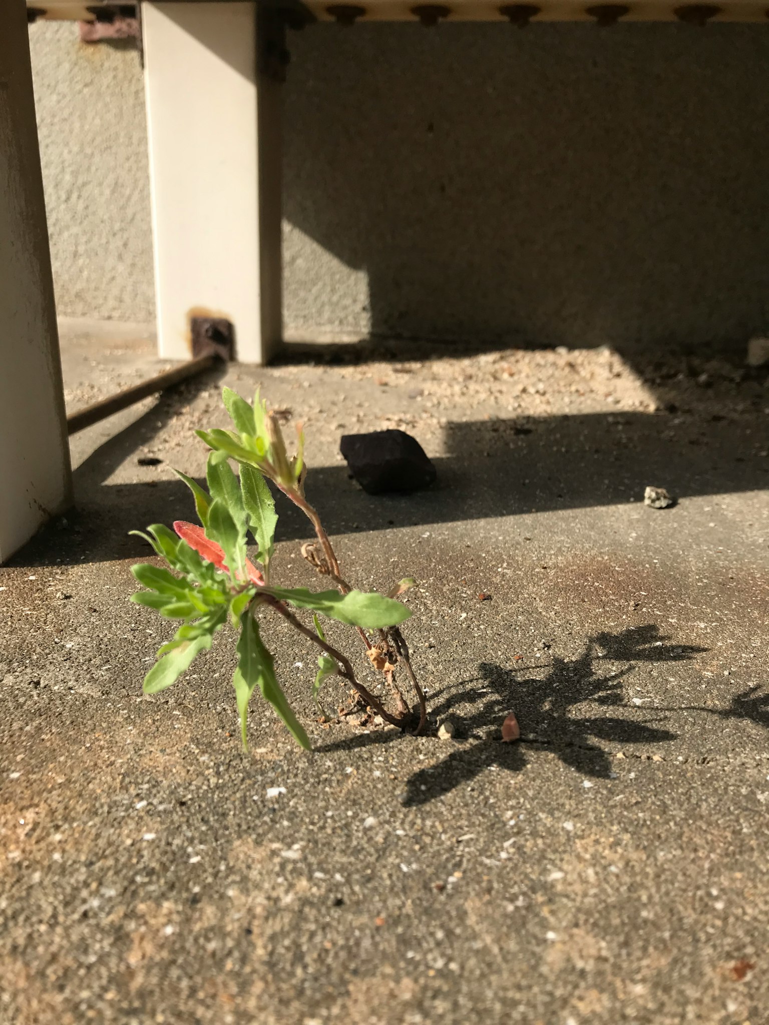 Piccola pianta che spunta da una fessura nel cemento
