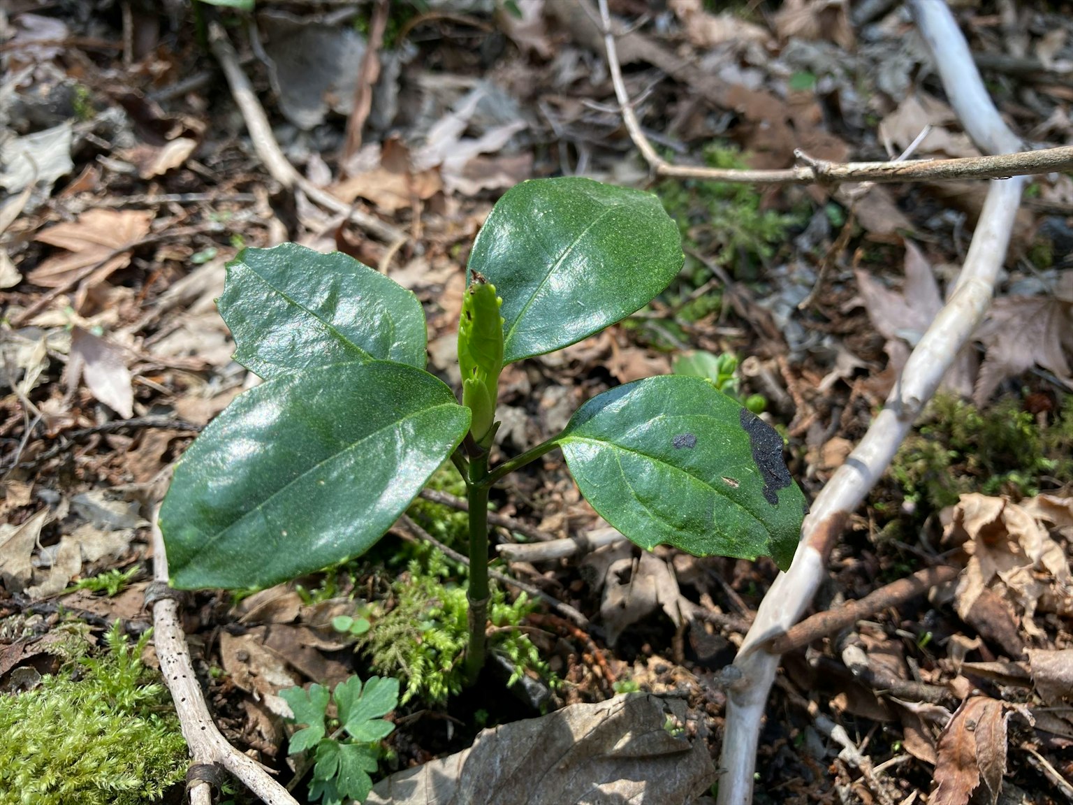 一株小植物带有绿色叶子生长在地面上