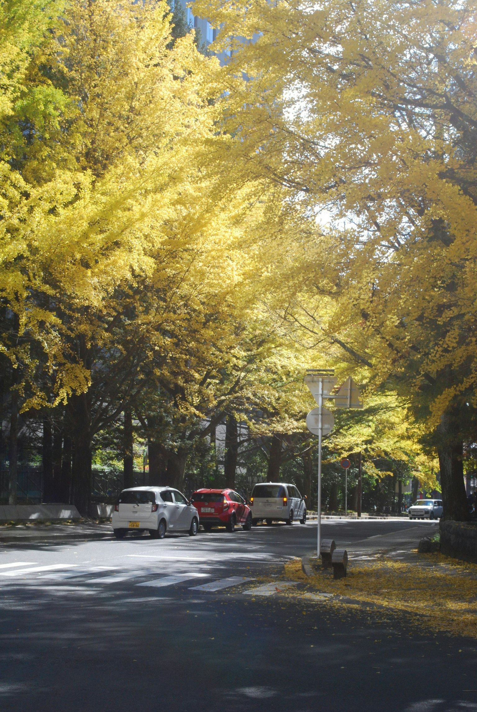 黄色い葉の木々に囲まれた道路に車が走る風景