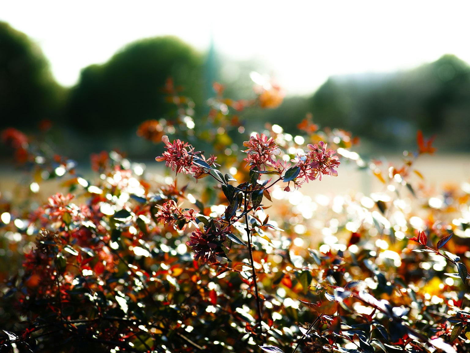 พืชที่มีดอกสีแดงและสีชมพูในแสงสว่างพร้อมต้นไม้สีเขียวเบลอในพื้นหลัง