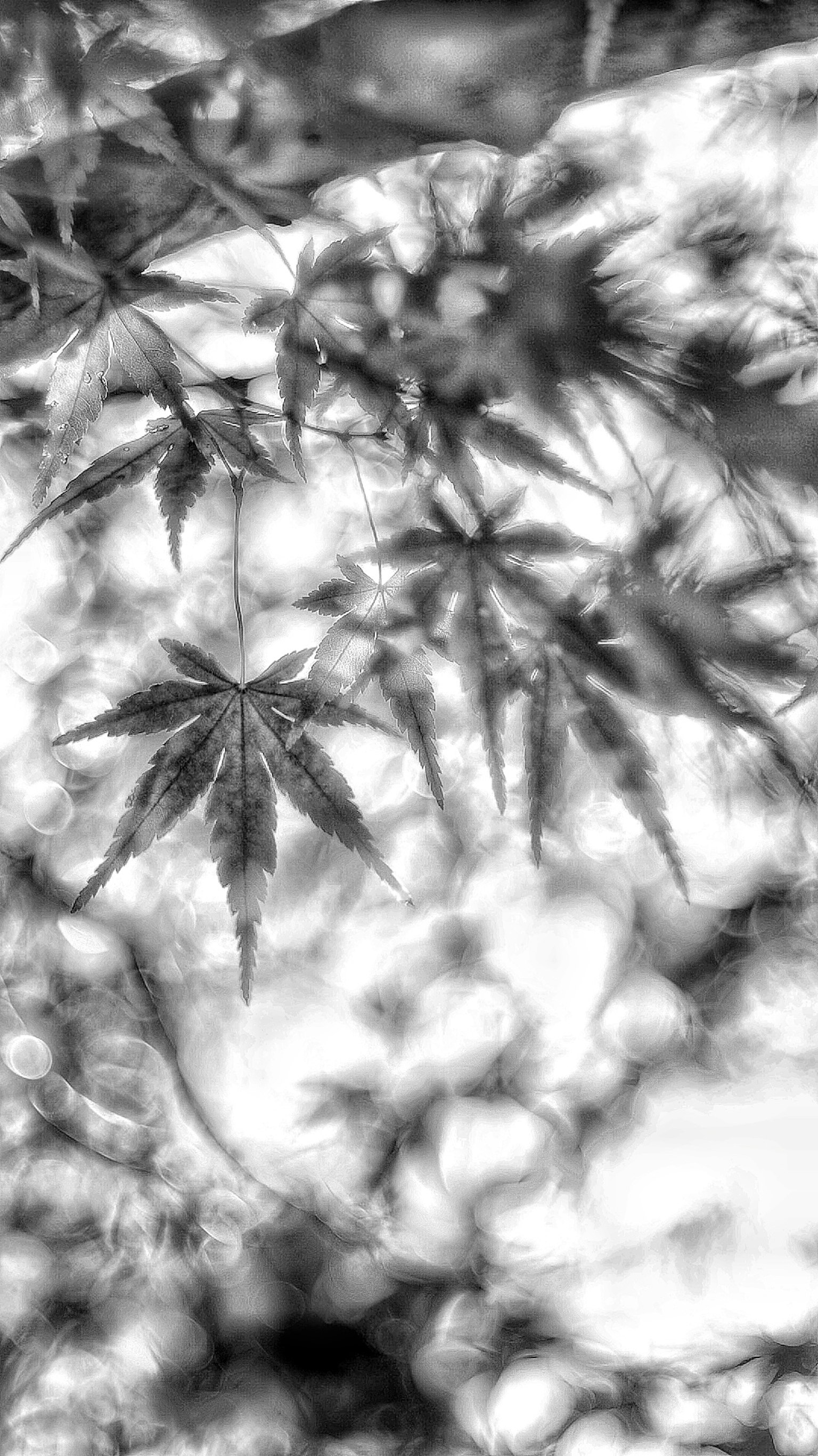 Image featuring maple leaves against a black and white background