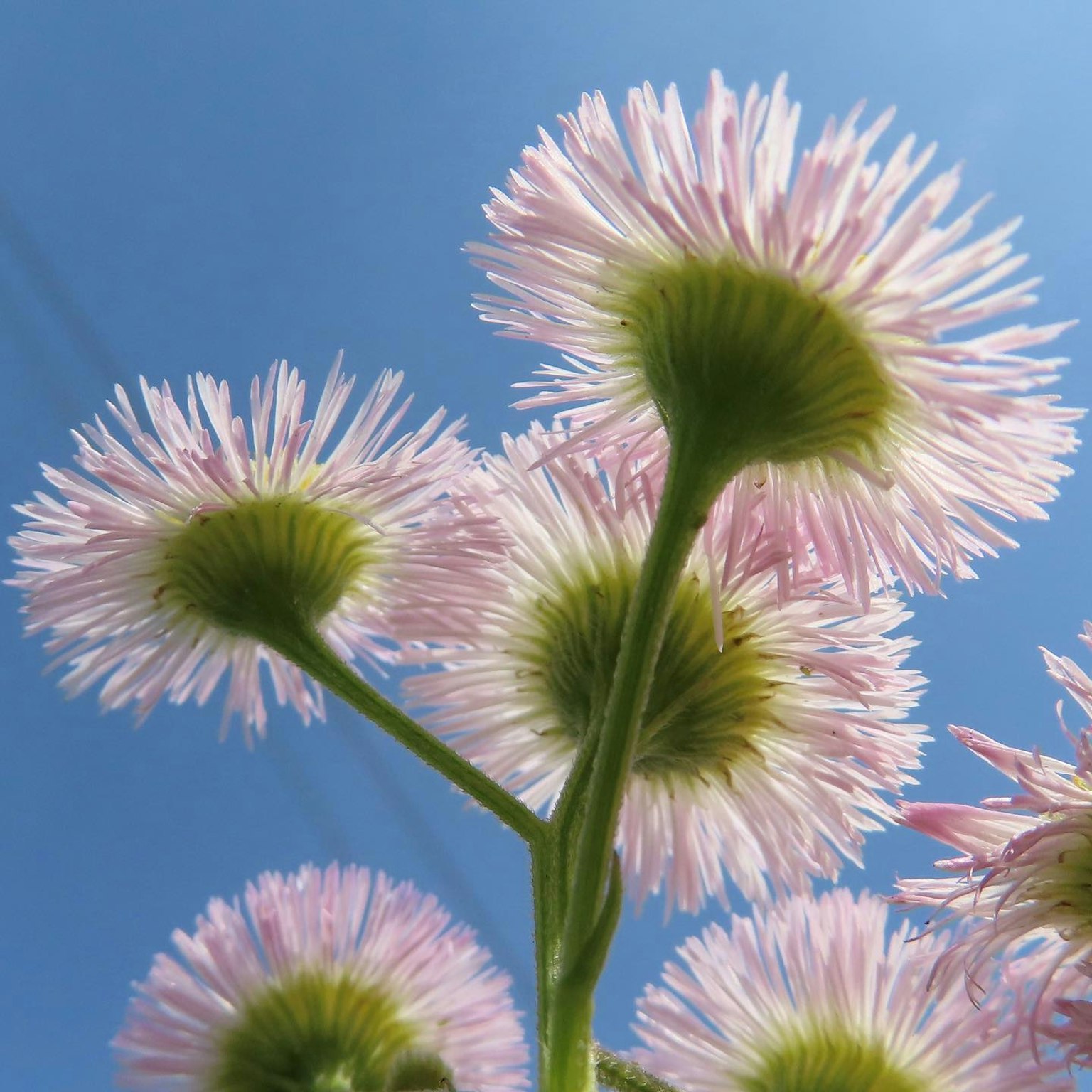 Cluster of pink flowers against a blue sky