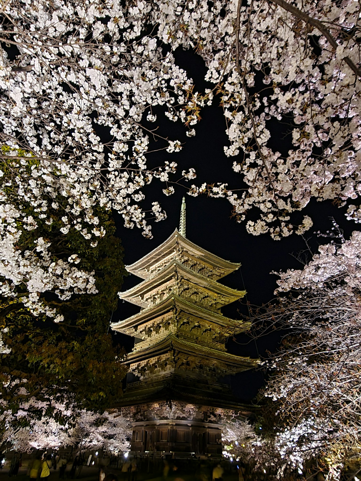 夜櫻下的塔樓美麗景觀