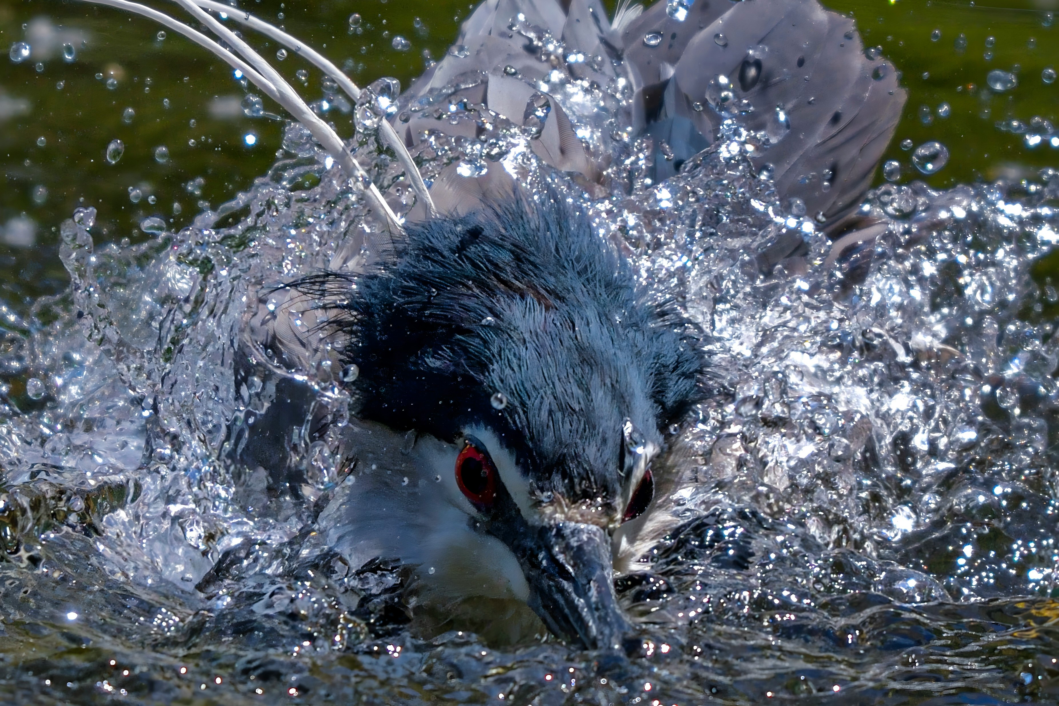 a goi heron bathing in water
