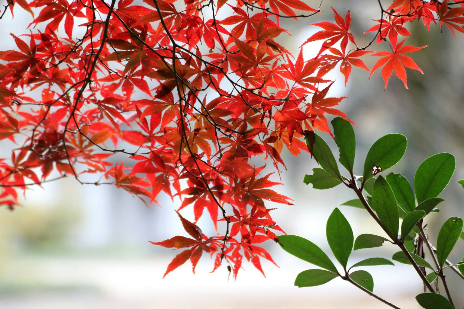 Red maple leaves alongside green leaves with a blurred background