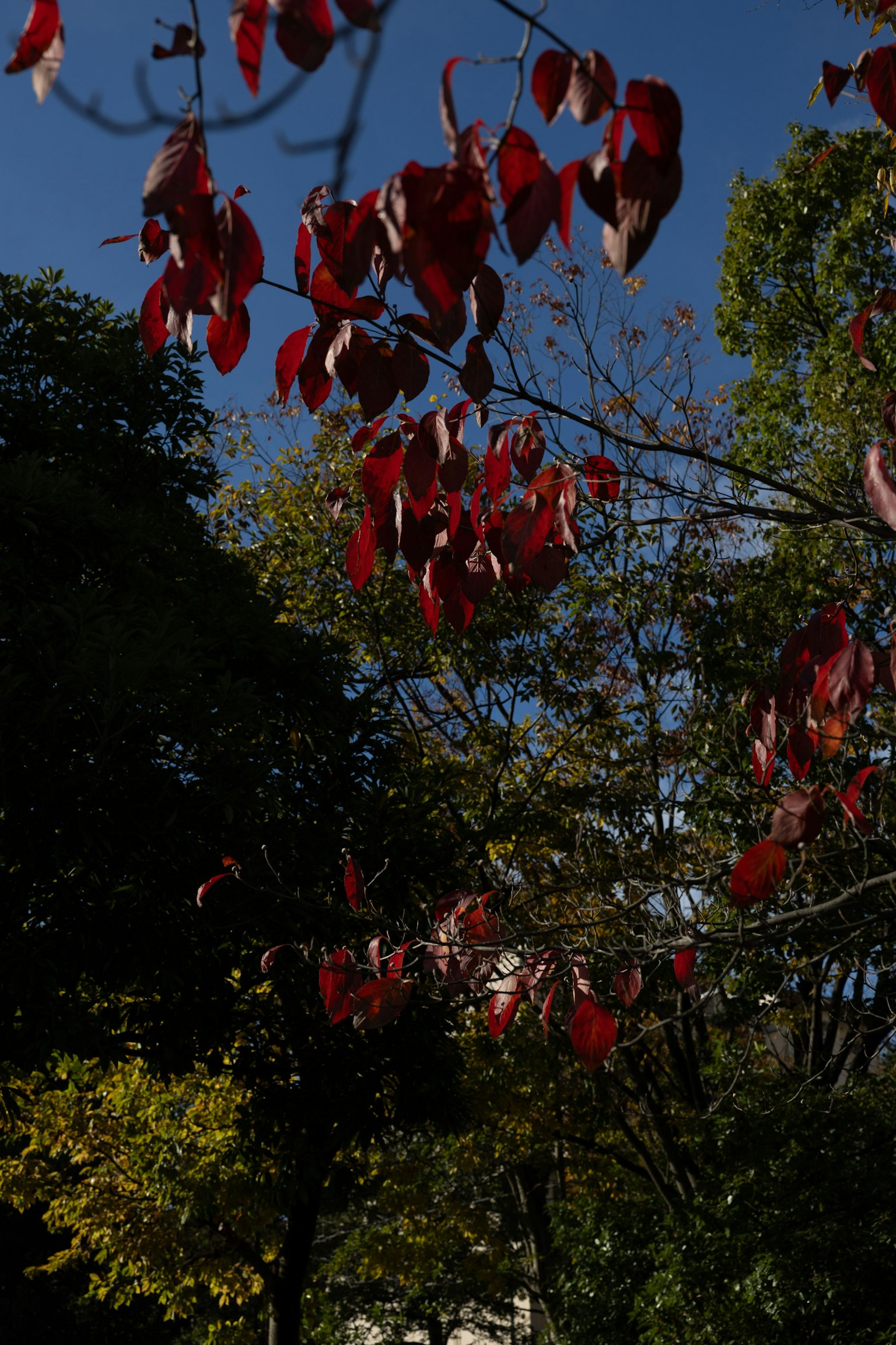 Red leaves shining under the blue sky in an autumn scene