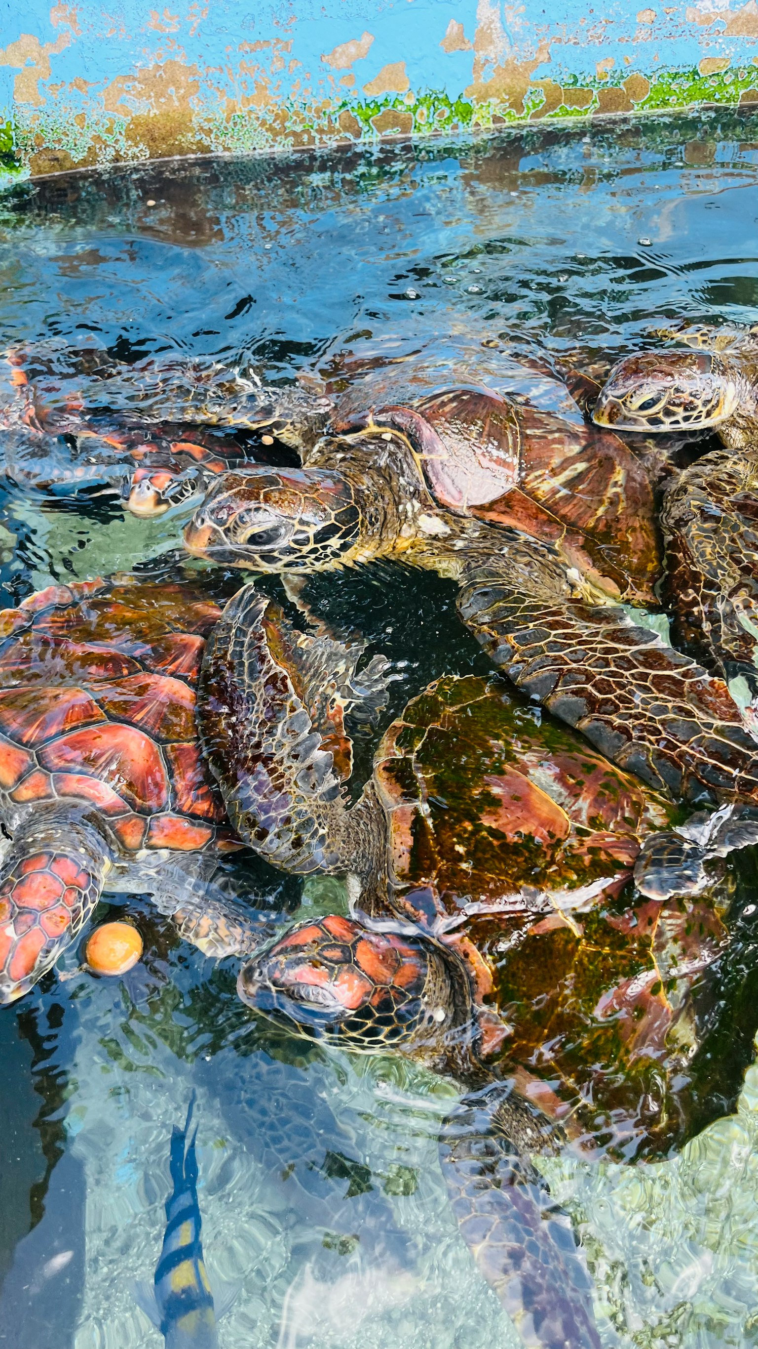 Sekelompok penyu laut yang berenang bersama di air jernih