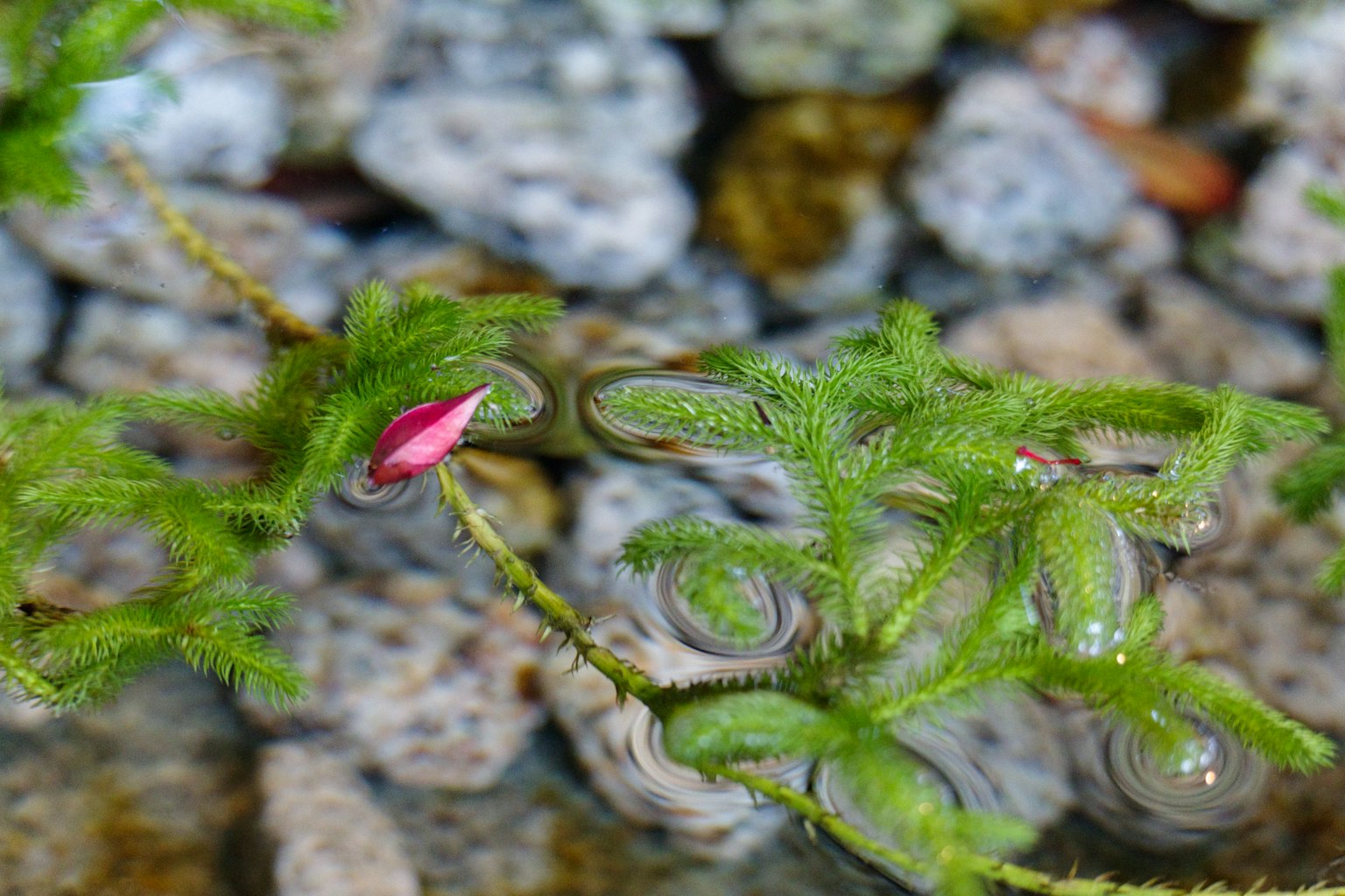 Eine Pflanze mit grünen Blättern und einer kleinen rosa Blume, die auf der Wasseroberfläche schwimmt