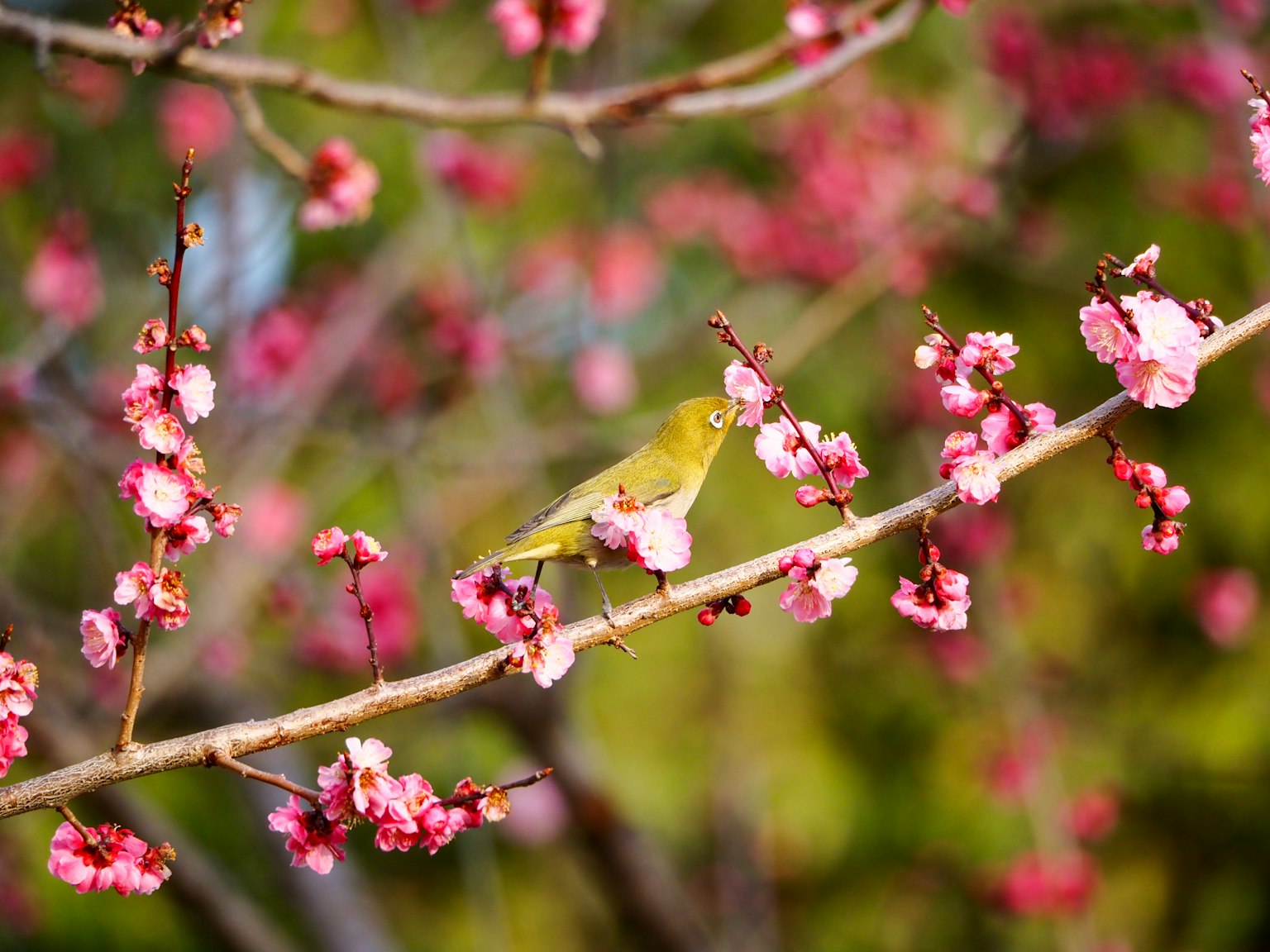 Un petit oiseau perché sur une branche de cerisier en fleurs