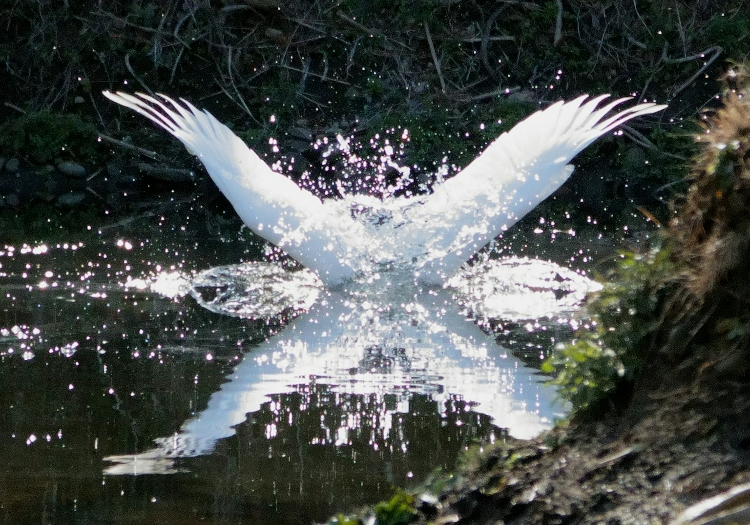 Un uccello bianco che schizza sulla superficie dell'acqua con belle riflessioni e spruzzi