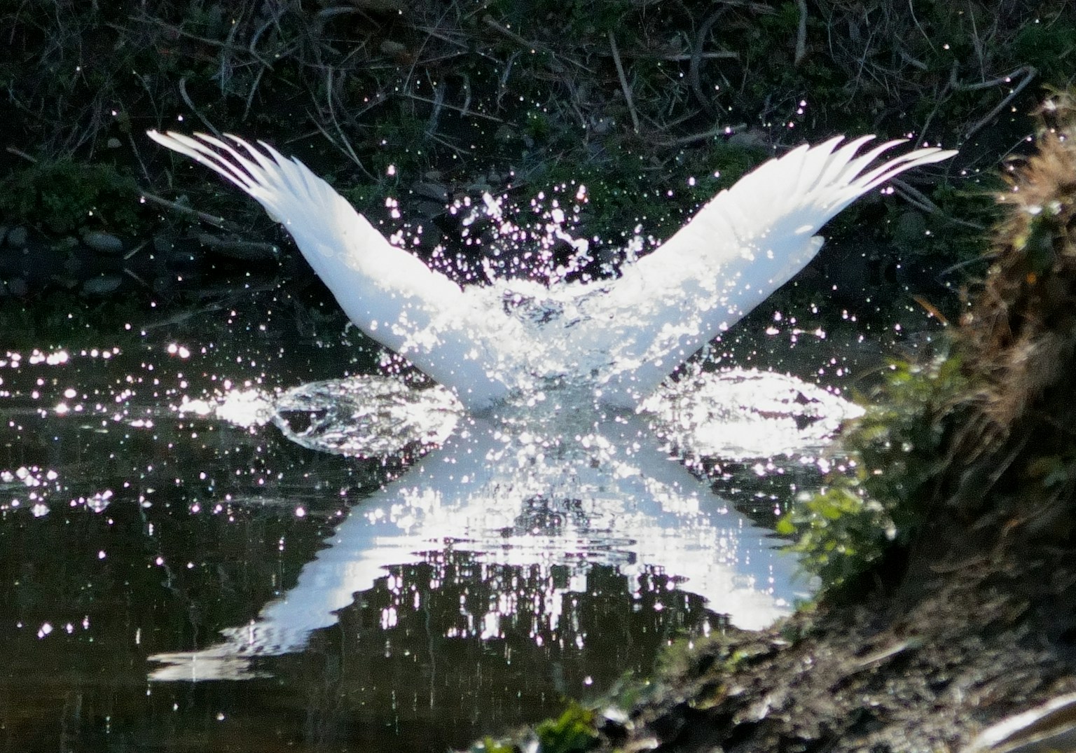 一隻白鳥在水面上濺起水花，水珠和倒影美麗