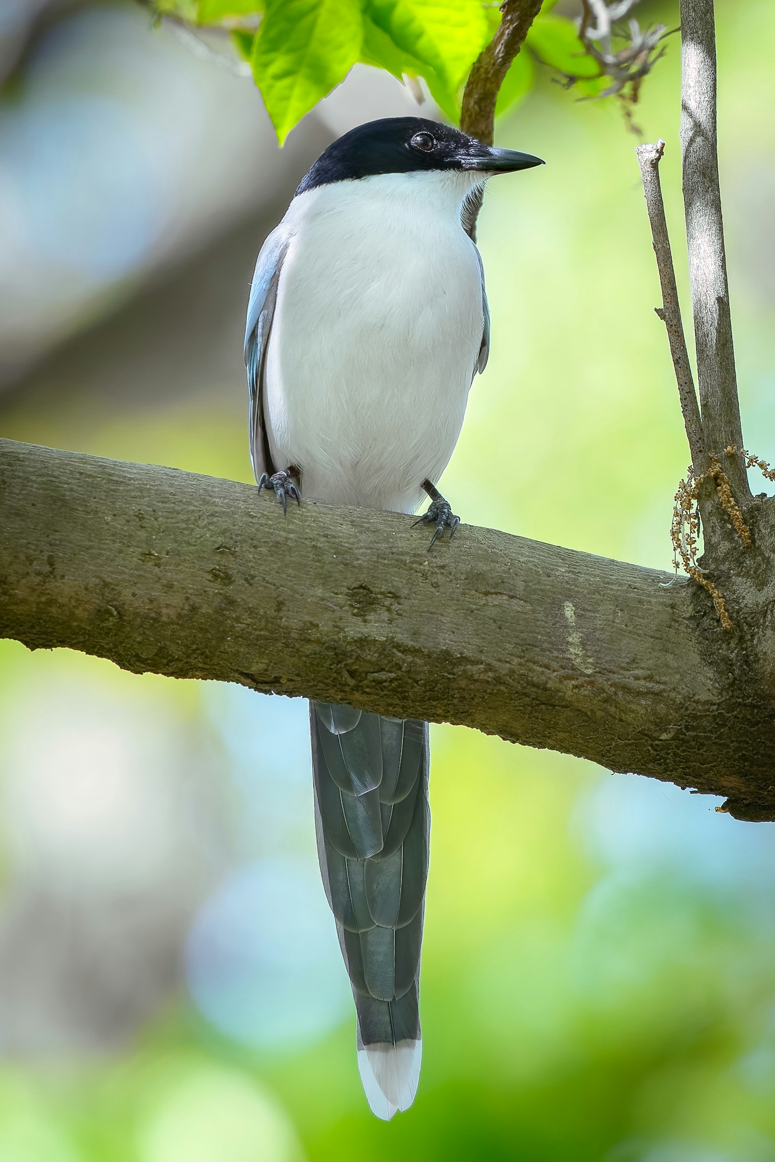 A white and black bird perched on a tree branch featuring a long tail and smooth feathers