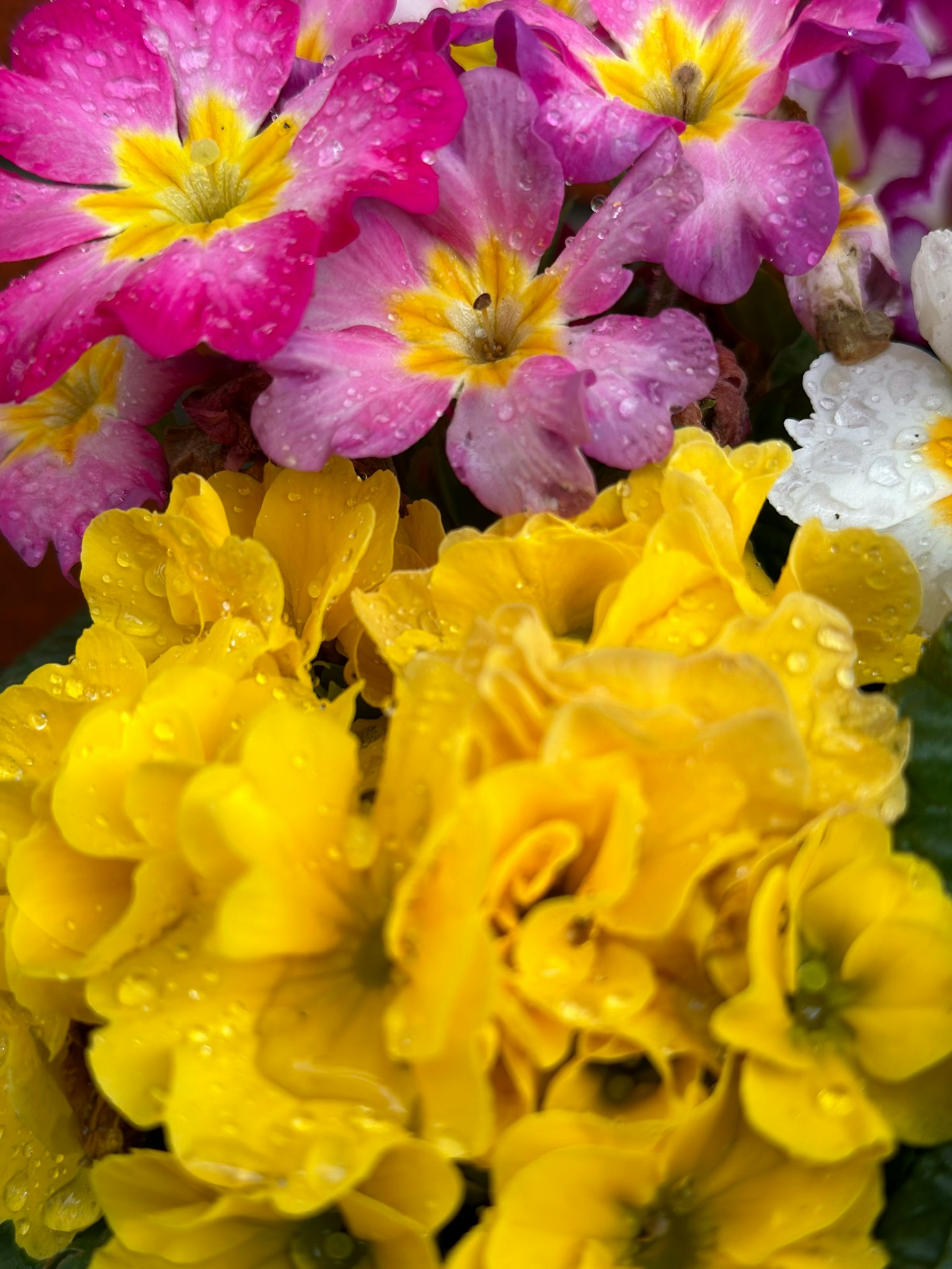 Fiori vivaci adornati di gocce disposti insieme