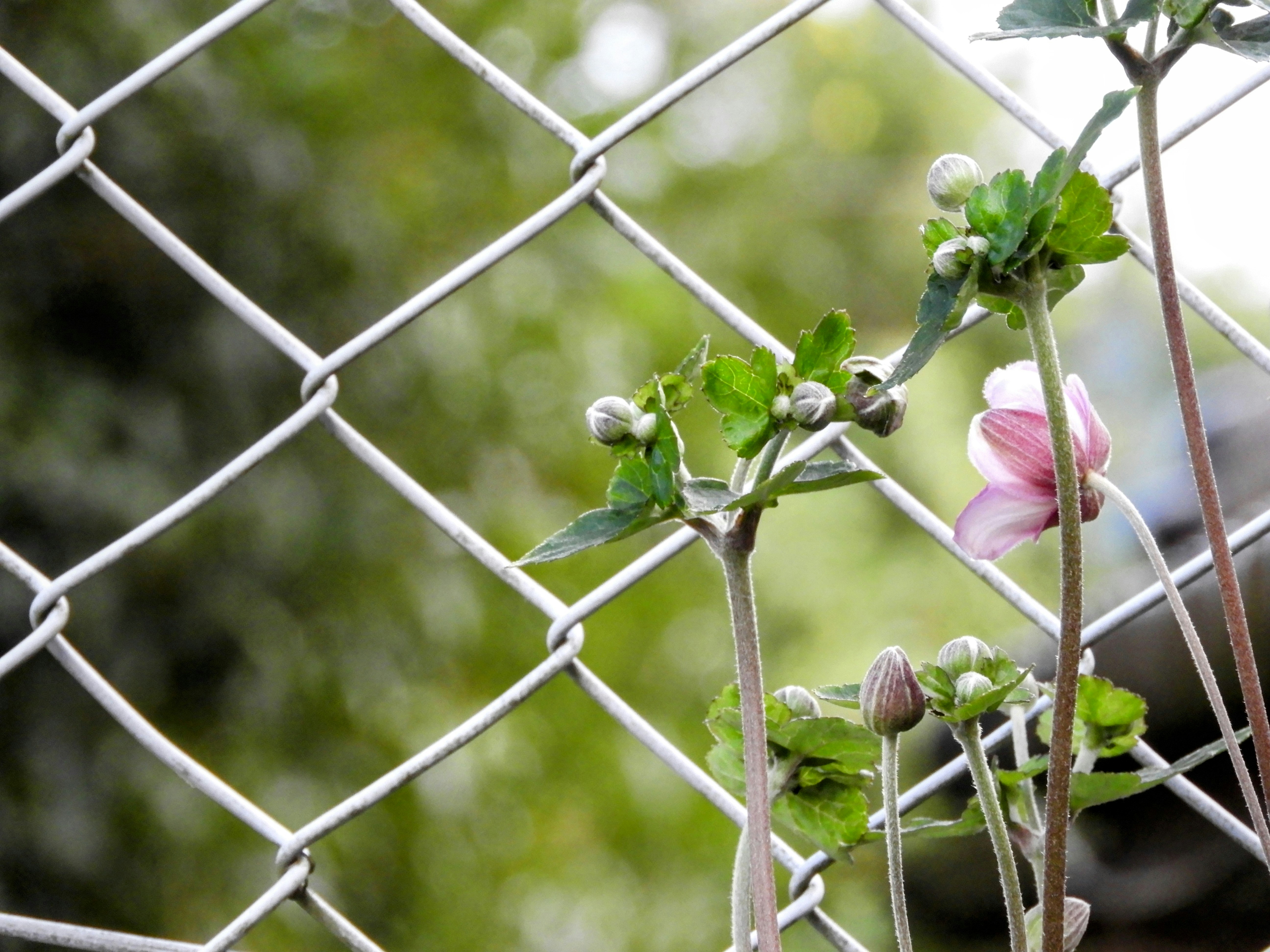 石蒿菊（シュウメイギク）花苞与新芽穿过栅栏的庭院景
