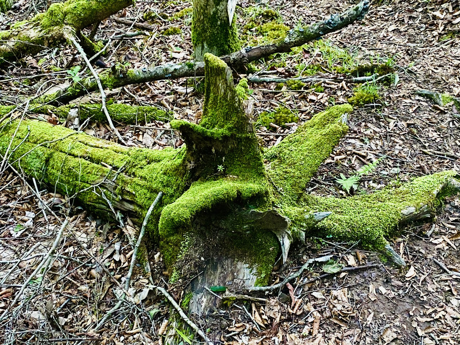 Raíces de árbol cubiertas de musgo en el suelo del bosque
