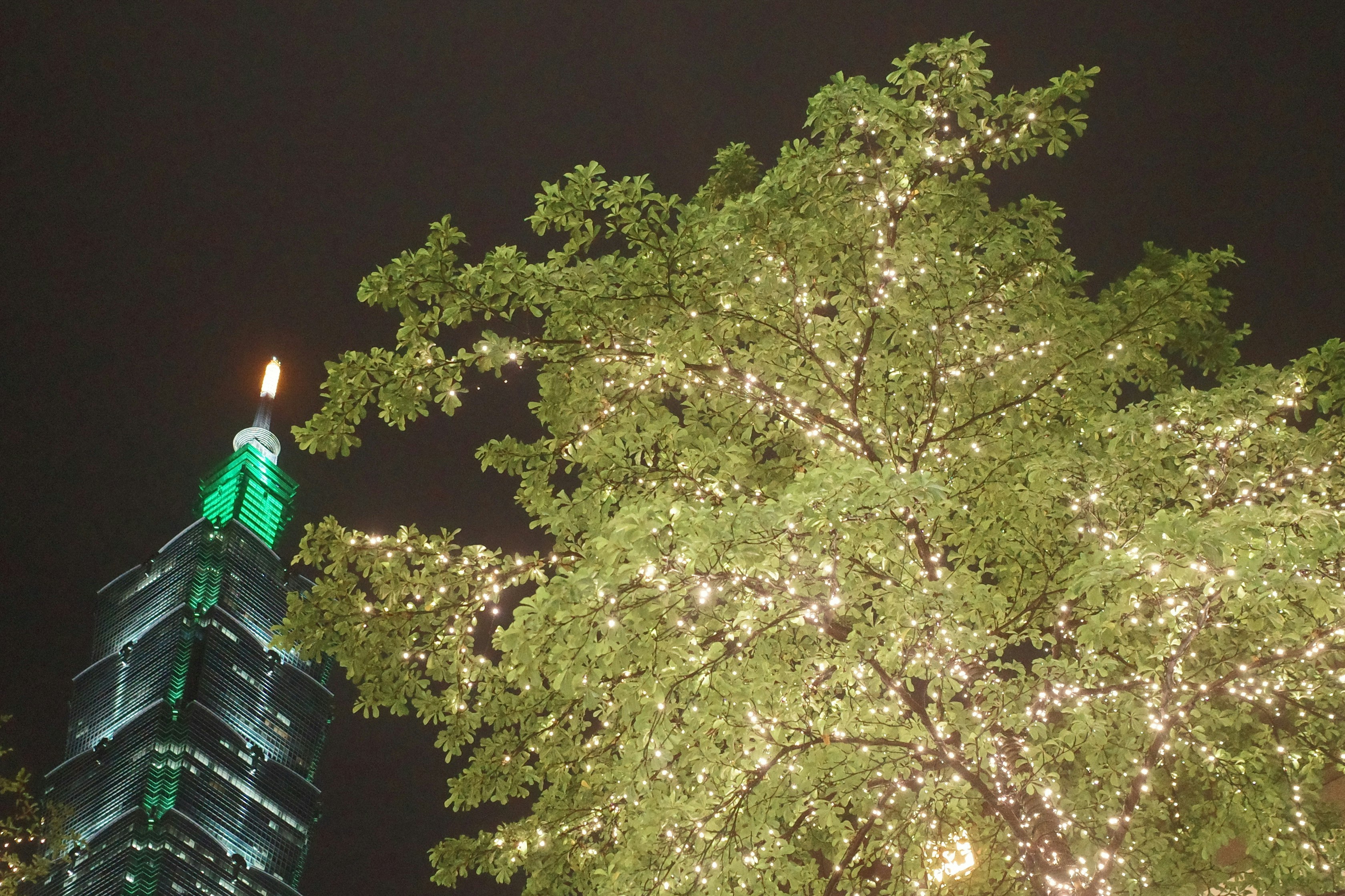 夜の台北101とライトアップされた桜の木