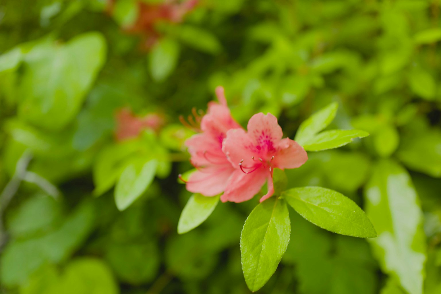 粉紅色花朵在茂盛綠葉中盛開