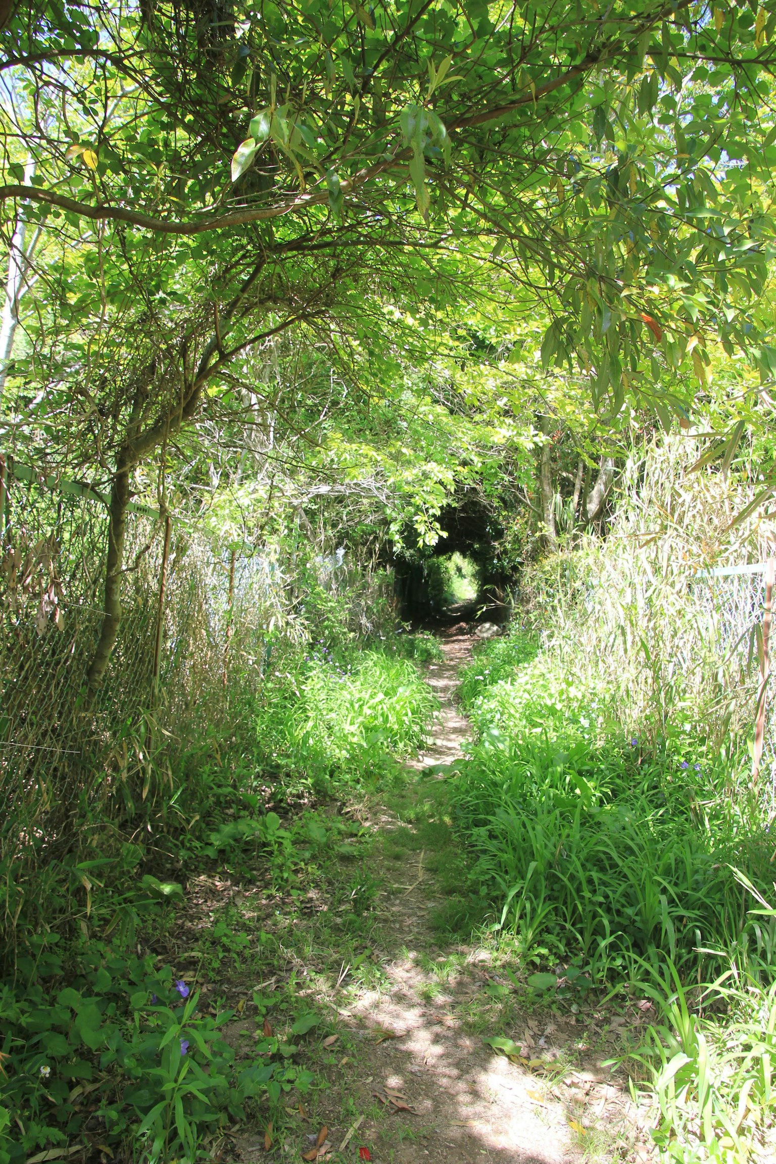 Weg umgeben von üppigen grünen Bäumen und Gras
