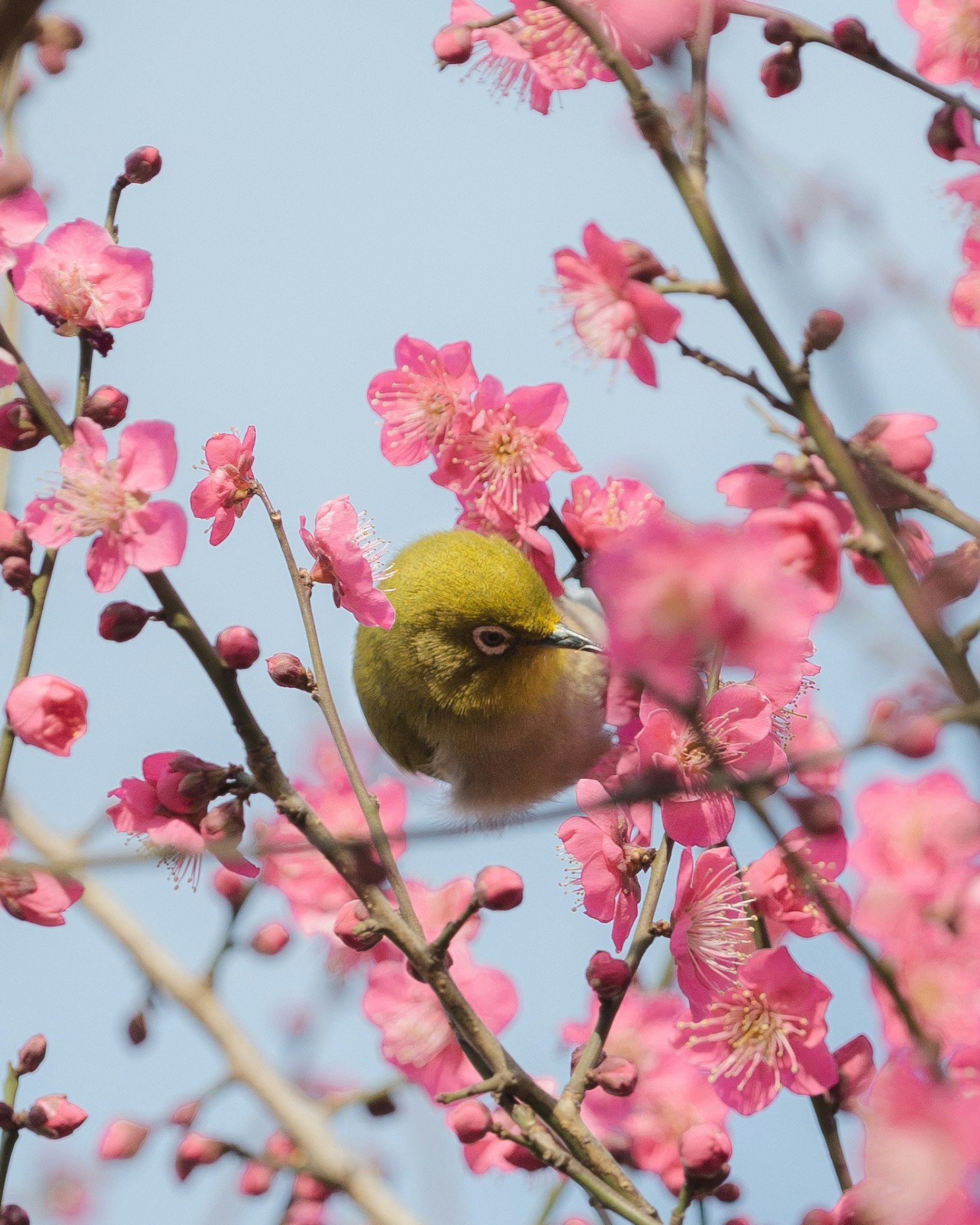 Một chú chim nhỏ màu vàng giữa hoa anh đào hồng