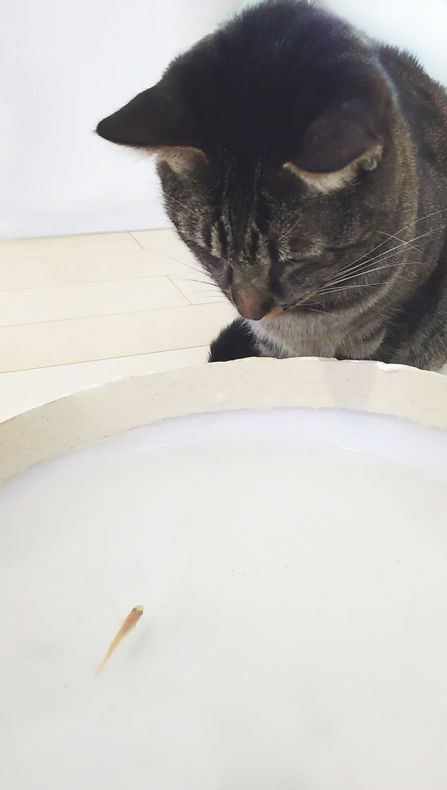 Un gatto osserva intensamente un piccolo pesce nell'acqua