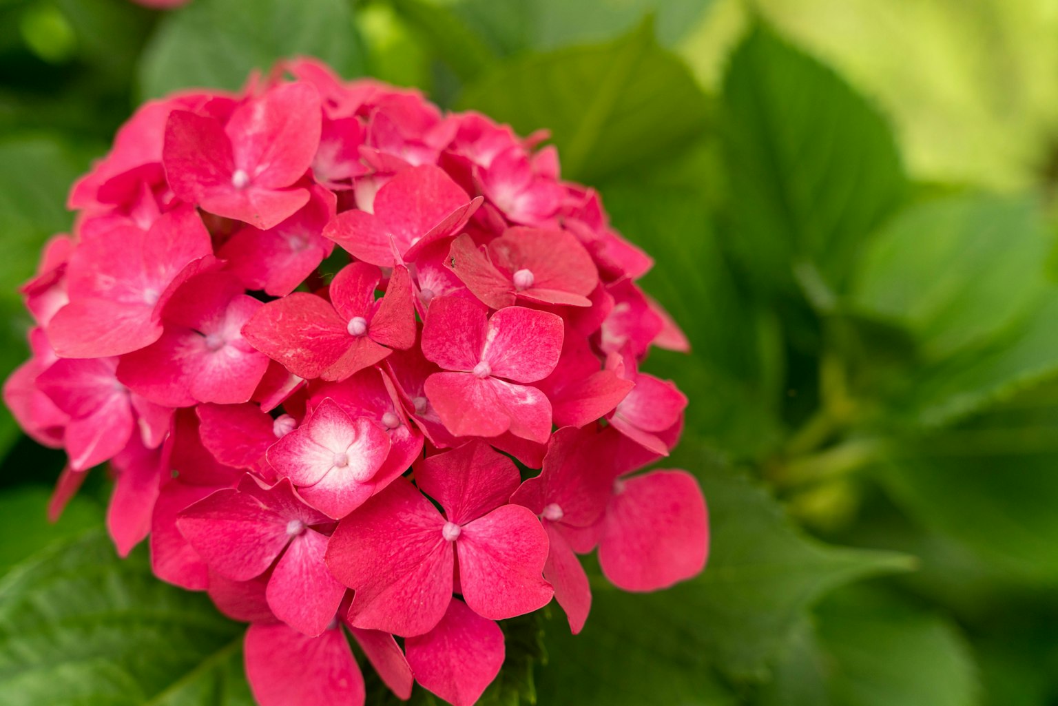 Leuchtende pinkfarbene Hortensie mit grünen Blättern