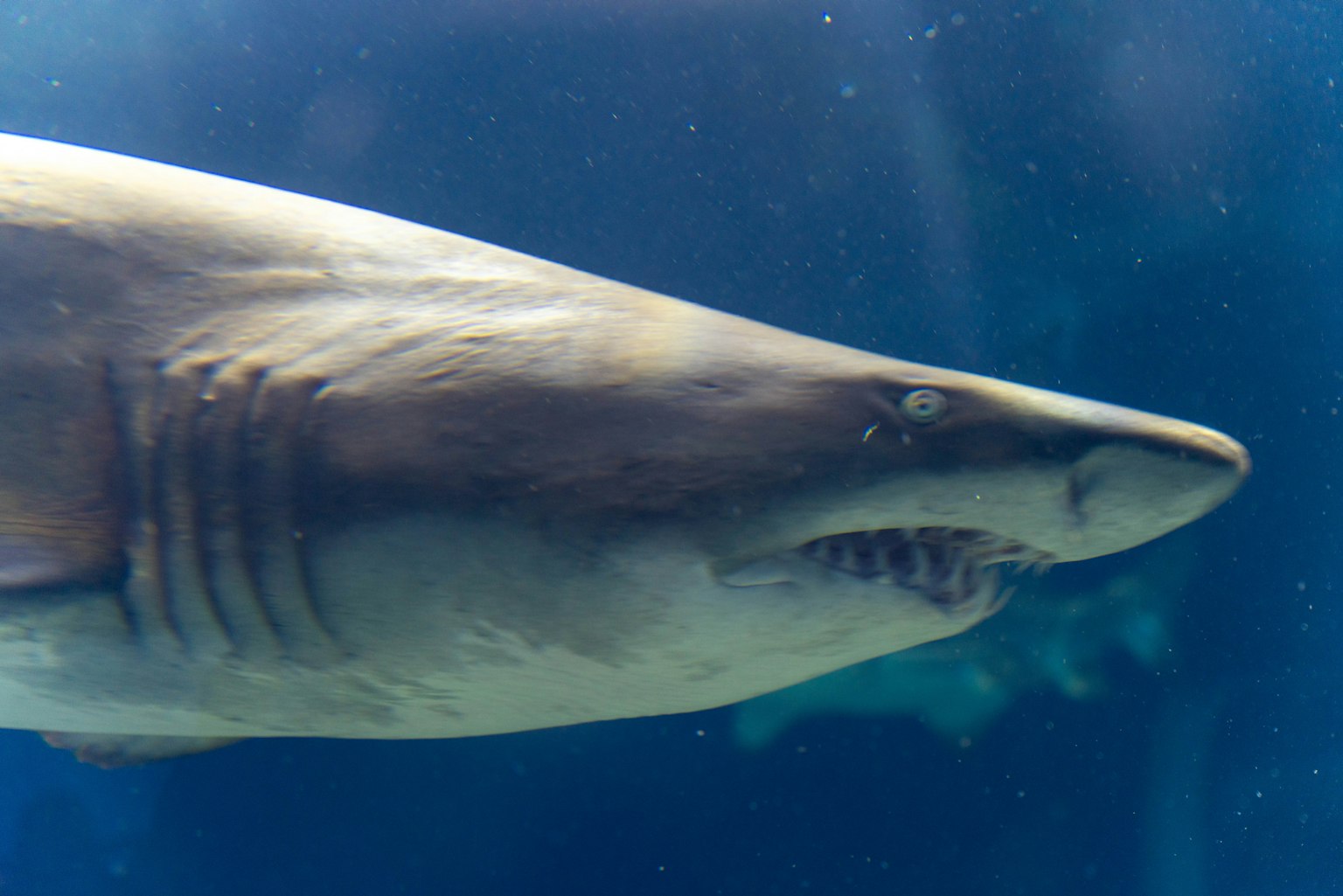 Primo piano di uno squalo che nuota in un acquario