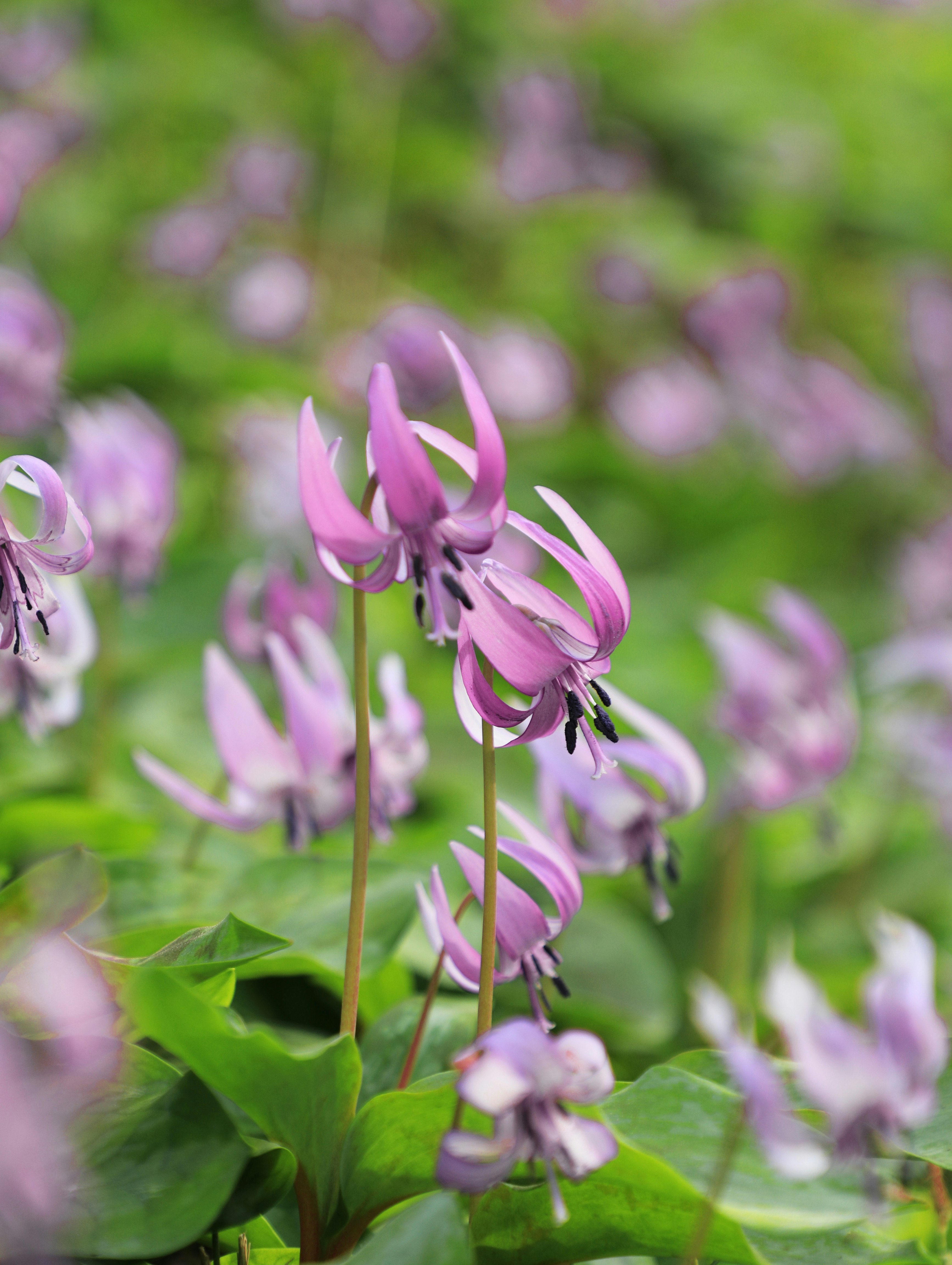 ピンクの花が咲く花畑のボケ背景