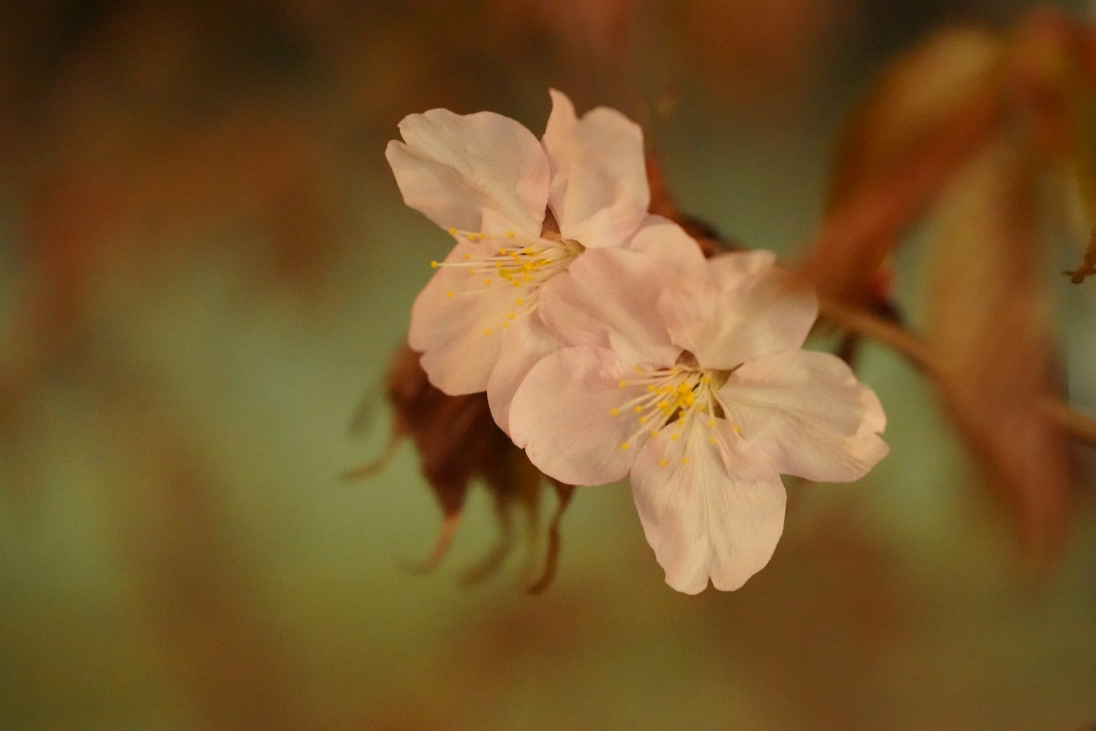 photo-J4FNEOgcxUmKSwm9Xva6-image