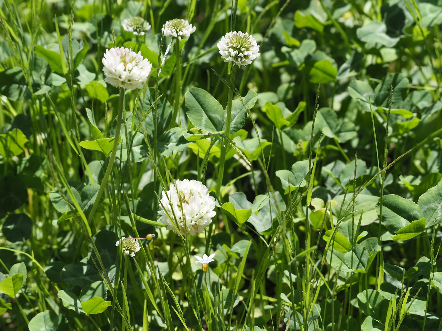 A field of white clover flowers surrounded by lush green leaves