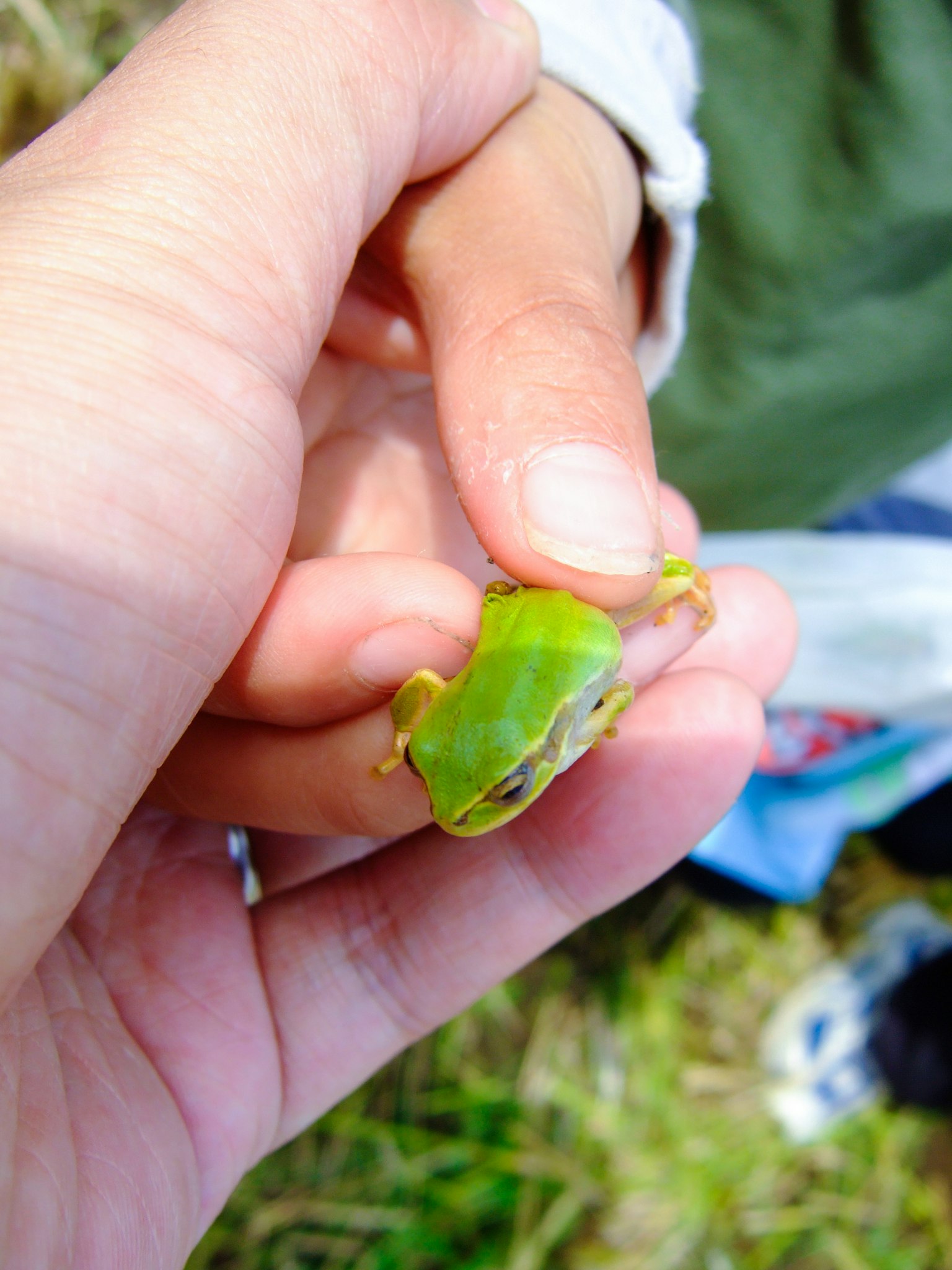 Une petite grenouille verte tenue dans une main à côté d'une main d'enfant