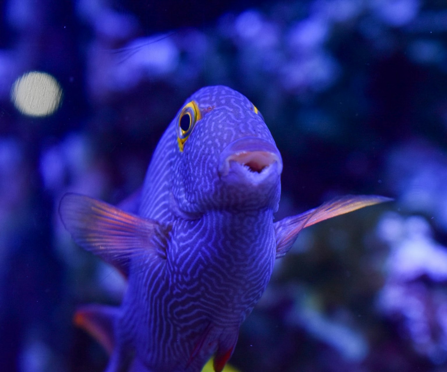 Un pesce blu vibrante che nuota sott'acqua mostrando motivi e colori unici
