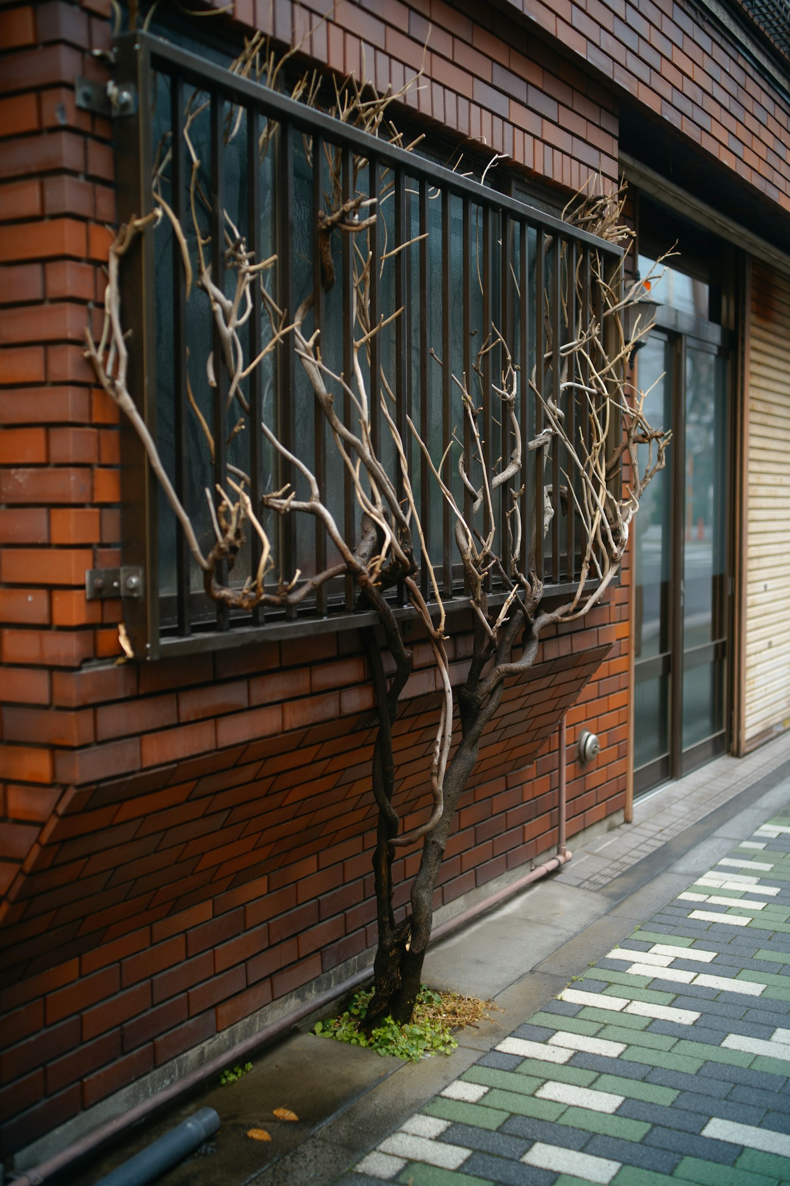 Ramas de árbol únicas creciendo contra una pared de ladrillo junto a una ventana