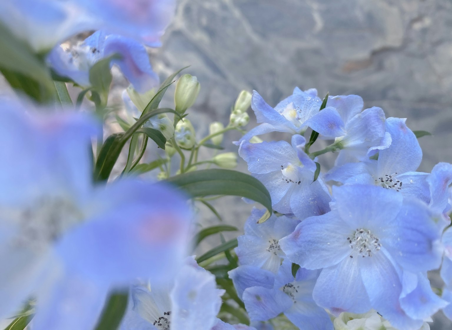 Cận cảnh hoa màu xanh nhạt với nền đá có kết cấu